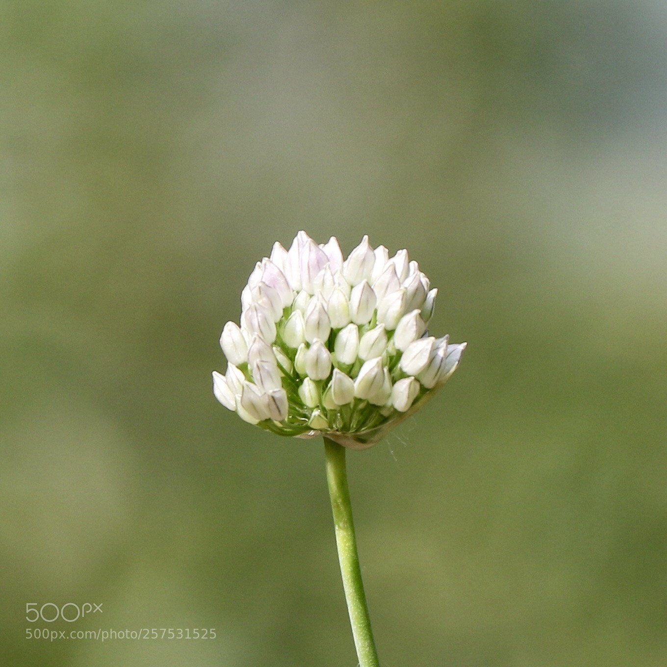 Canon EOS 7D Mark II sample photo. Untitled photography
