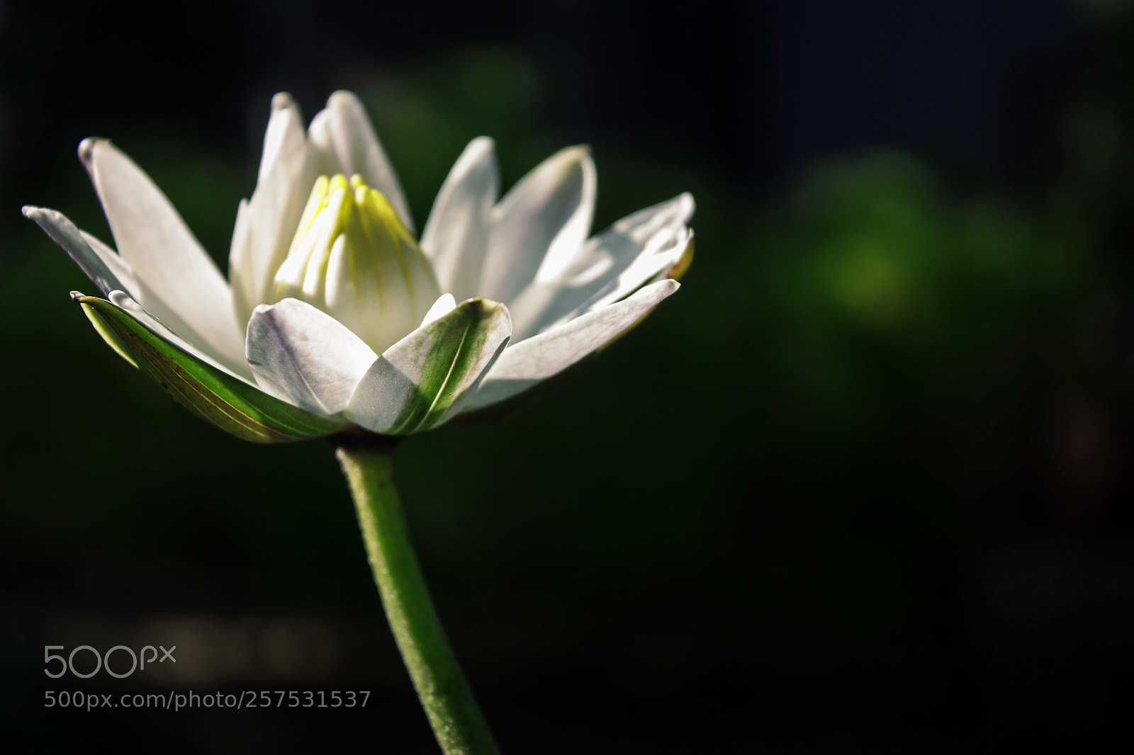 Canon EOS 500D (EOS Rebel T1i / EOS Kiss X3) sample photo. Lotus bloom photography