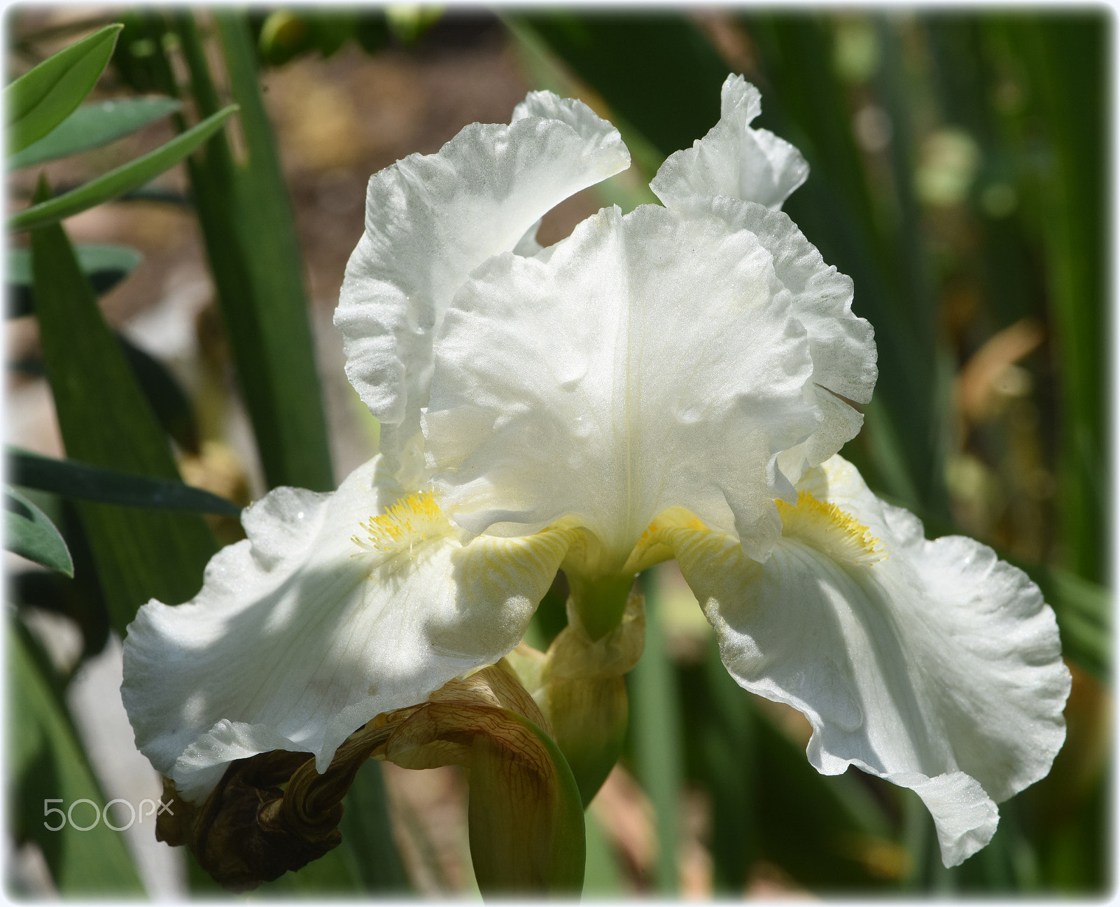 Nikon D810 + Nikon AF-S Micro-Nikkor 105mm F2.8G IF-ED VR sample photo. "white iris" photography