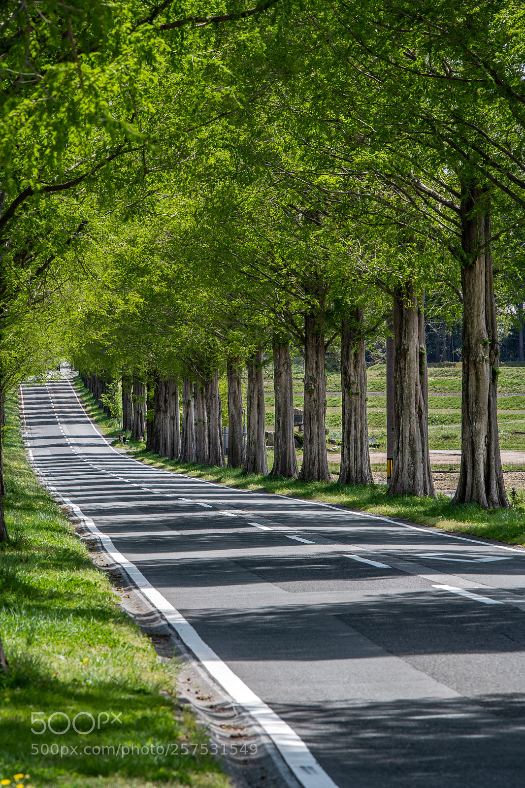 Nikon D850 sample photo. Stripe photography