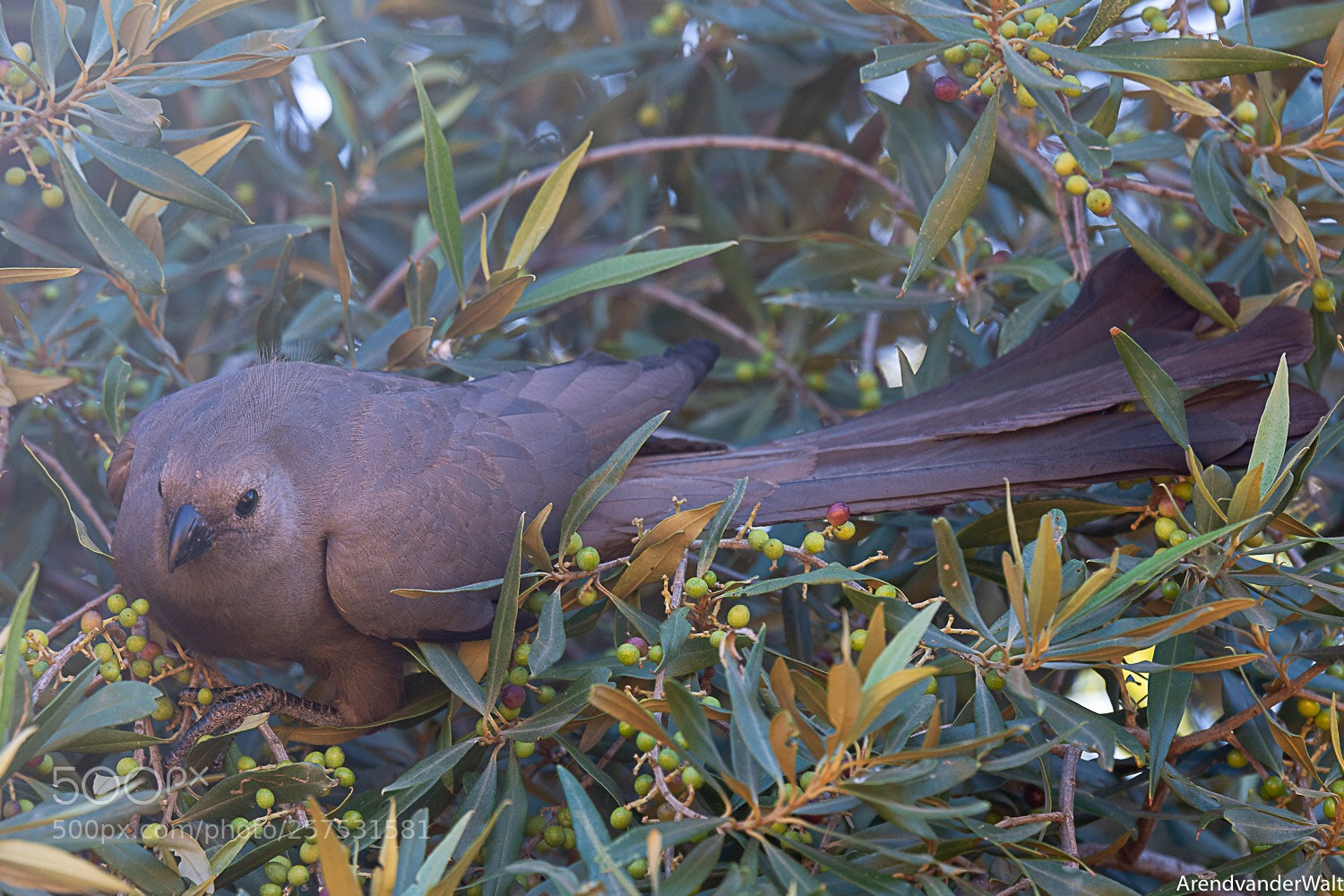 Nikon D7200 sample photo. Go-away-bird photography