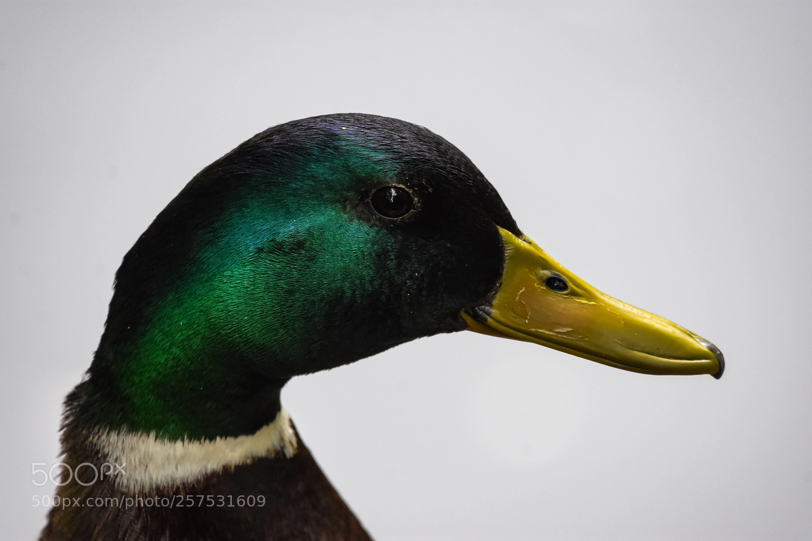 Nikon D7200 sample photo. 'studio duck... (-=...' photography