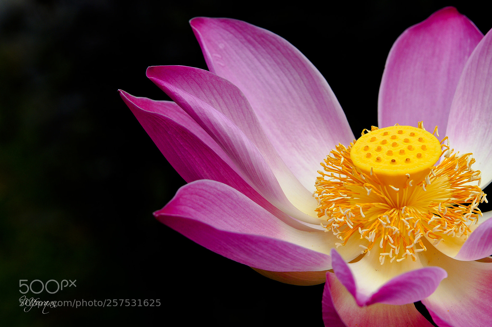 Sony Alpha DSLR-A700 sample photo. Macro of the lotus photography