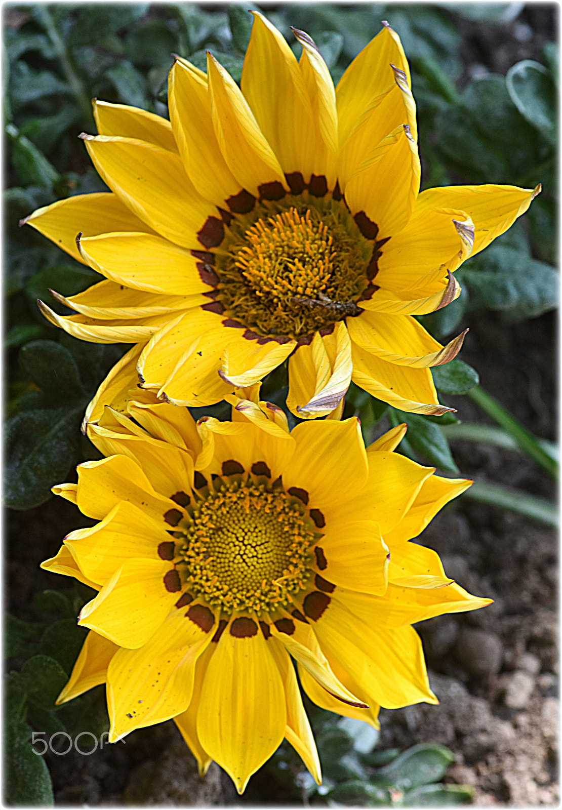 Nikon AF-S Micro-Nikkor 105mm F2.8G IF-ED VR sample photo. "duo" photography