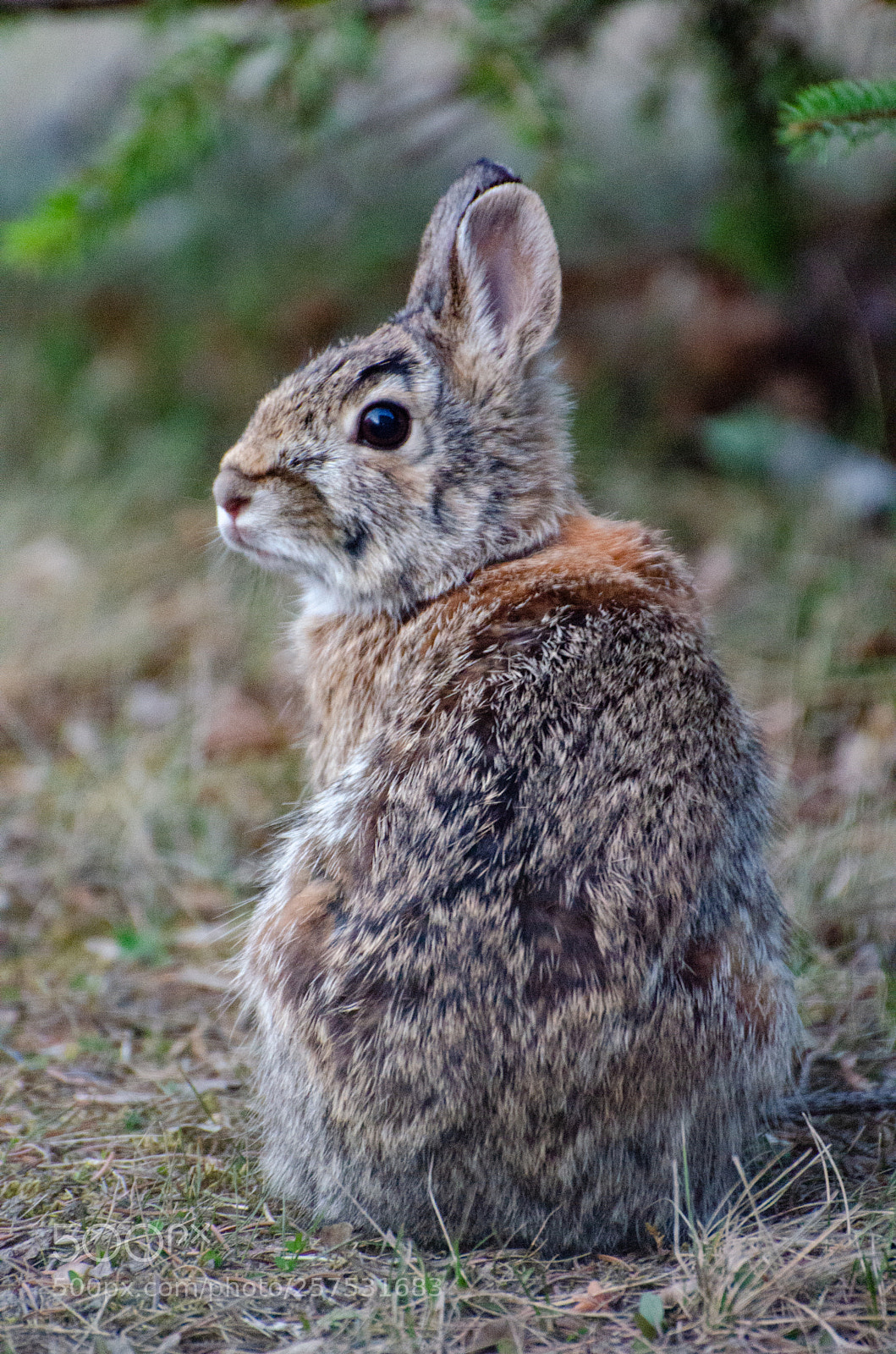 Nikon D7000 sample photo. Rabbit photography