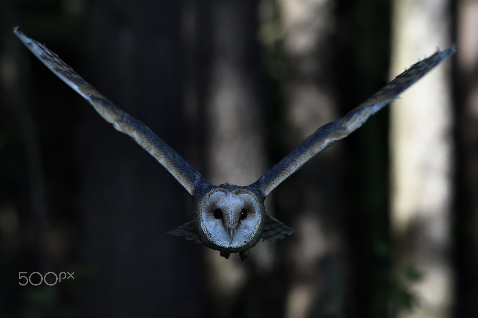 Nikon AF-S Nikkor 200-500mm F5.6E ED VR sample photo. Tyto alba photography