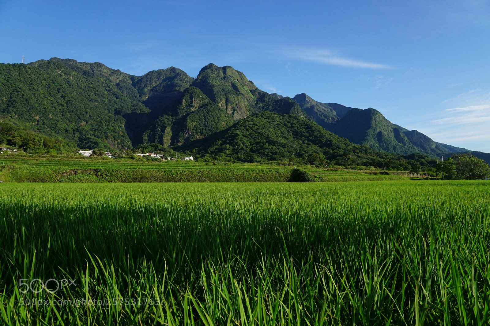Sony DT 16-50mm F2.8 SSM sample photo. Keen for green photography