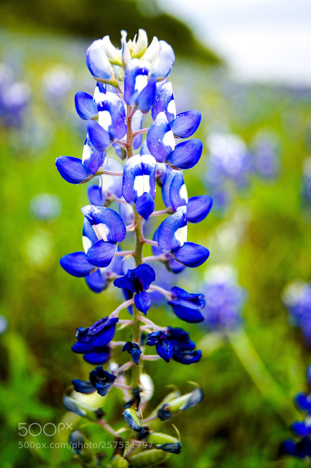 Sony SLT-A55 (SLT-A55V) sample photo. Spring in texas photography