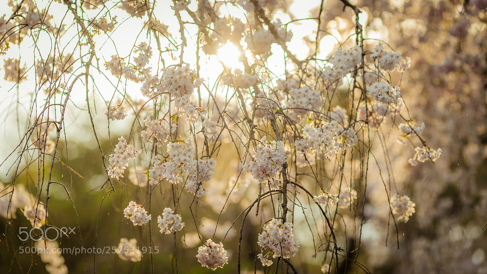 Canon EOS 6D Mark II sample photo. April in kyoto photography