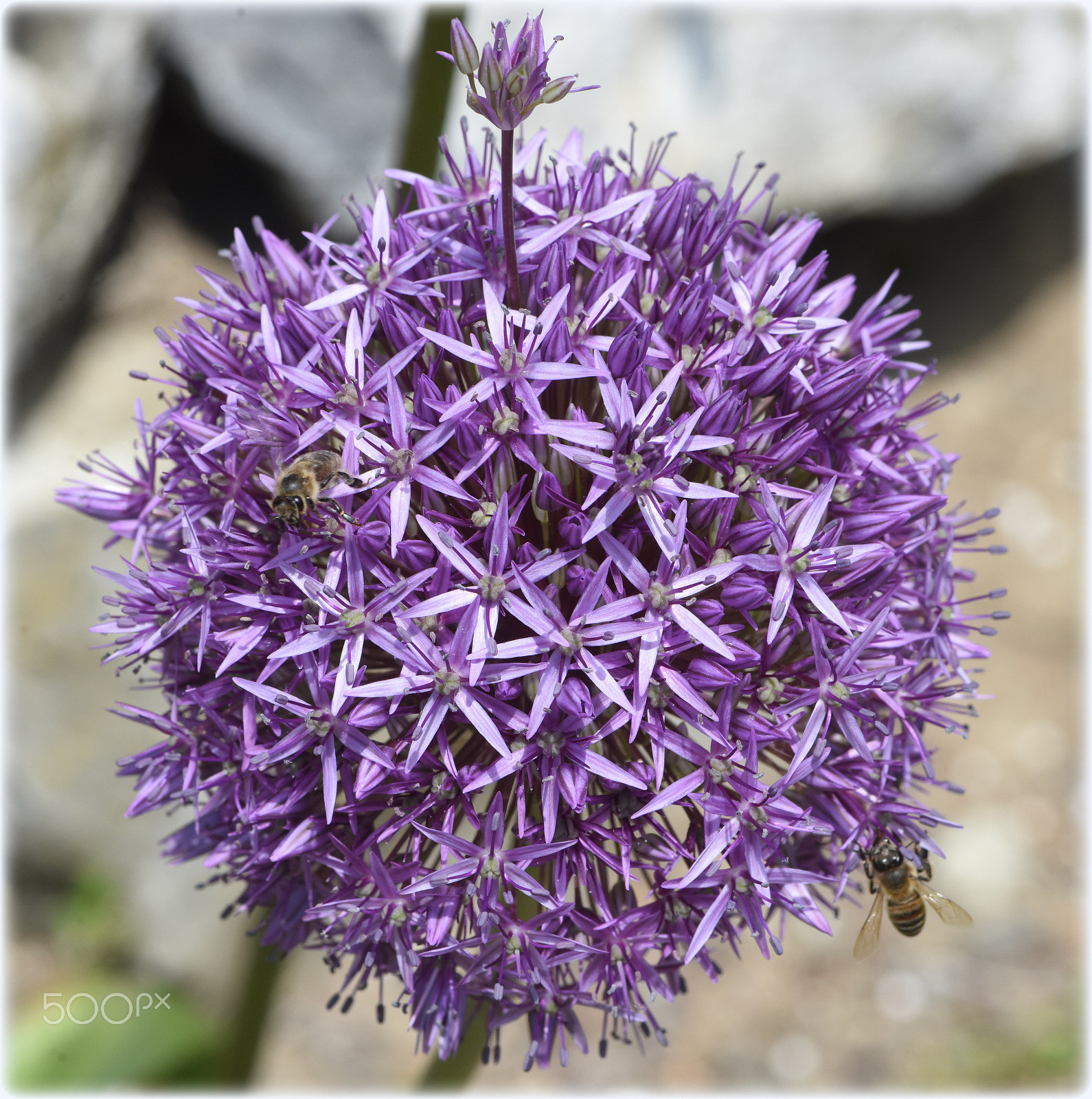Nikon AF-S Micro-Nikkor 105mm F2.8G IF-ED VR sample photo. "ornamental onion;;" photography