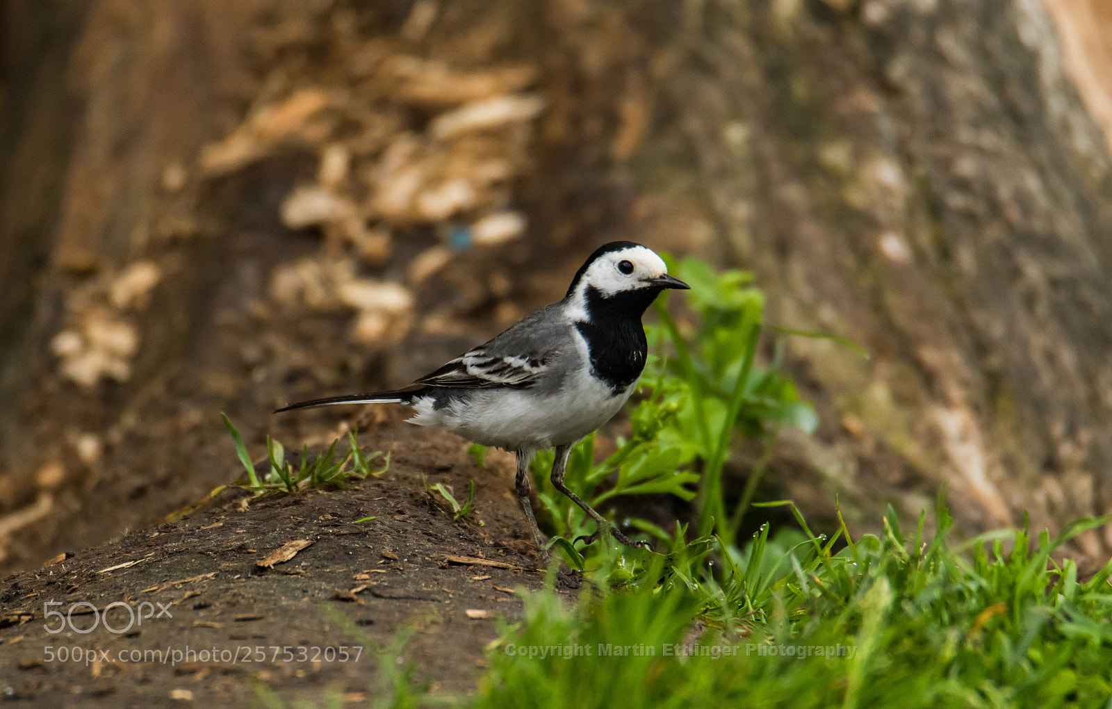 Canon EOS 7D Mark II sample photo. European white wagtail motacilla photography