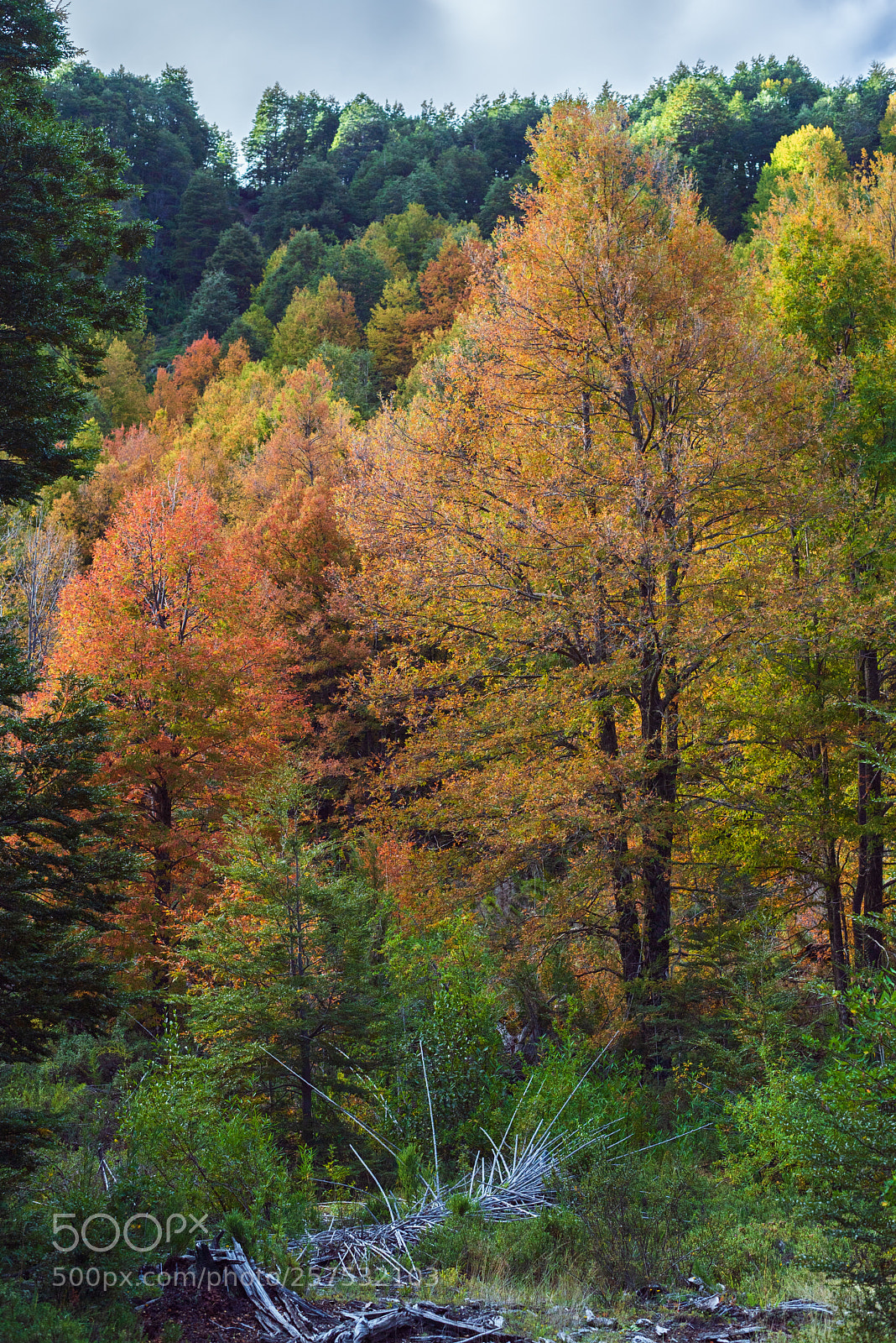 Nikon D750 sample photo. Otoño palguin photography