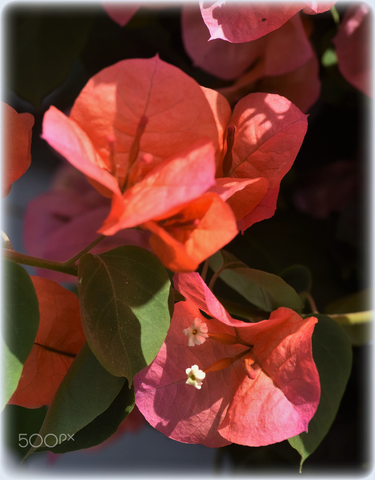 Nikon AF-S Micro-Nikkor 105mm F2.8G IF-ED VR sample photo. "exotic flower" photography