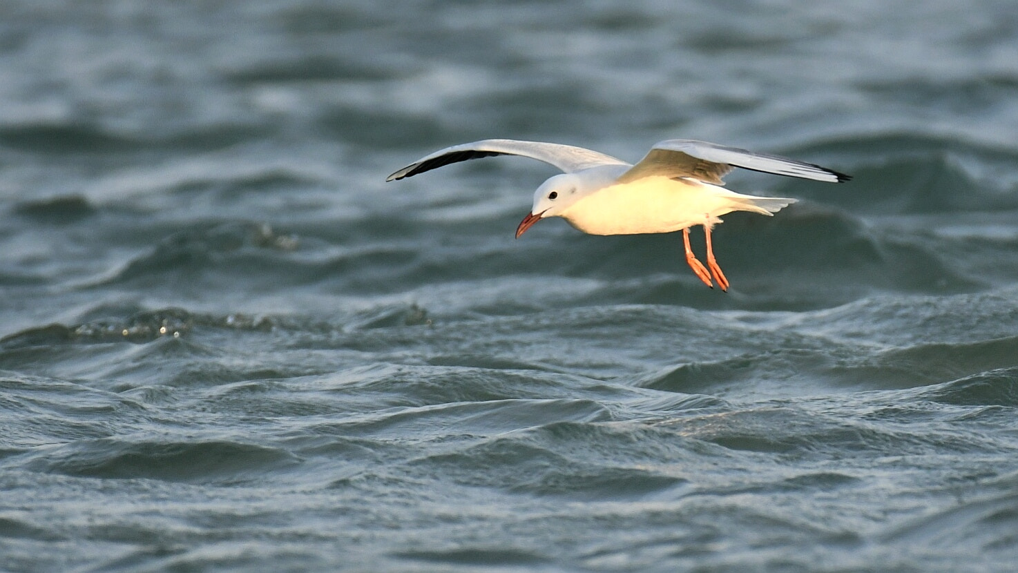Nikon AF-S Nikkor 200-500mm F5.6E ED VR sample photo. Seagull photography
