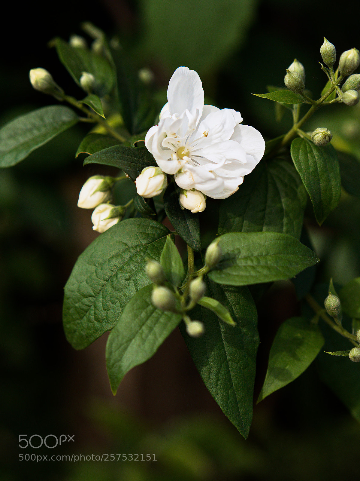 Panasonic Lumix DC-GH5 sample photo. Le printemps dan la photography