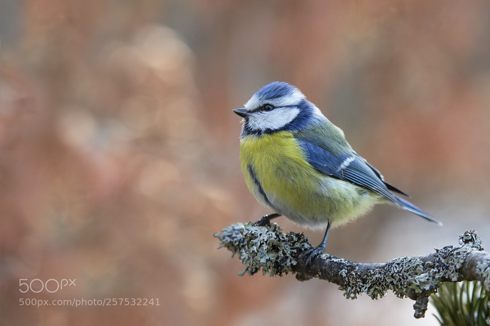 Canon EOS 6D sample photo. Sinitiainen, blue tit photography