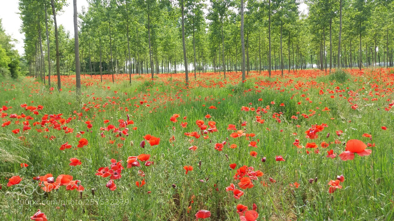 Samsung Galaxy J5 sample photo. Poppies field photography
