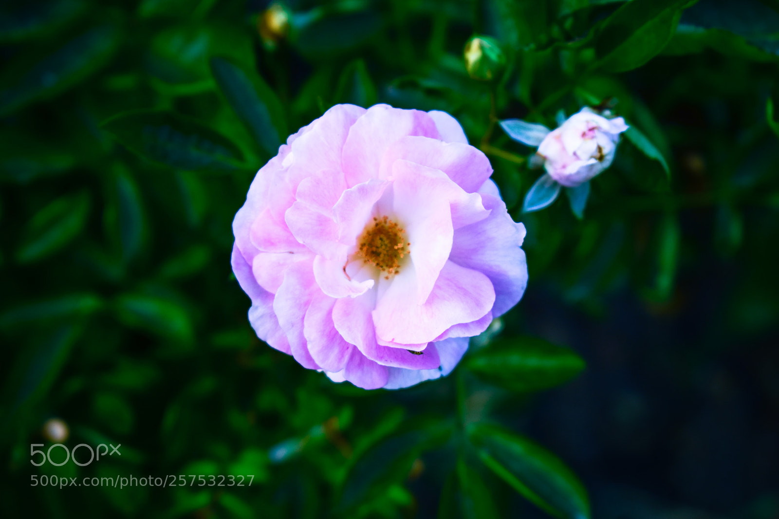 Nikon D5300 sample photo. Beautiful flowers photography