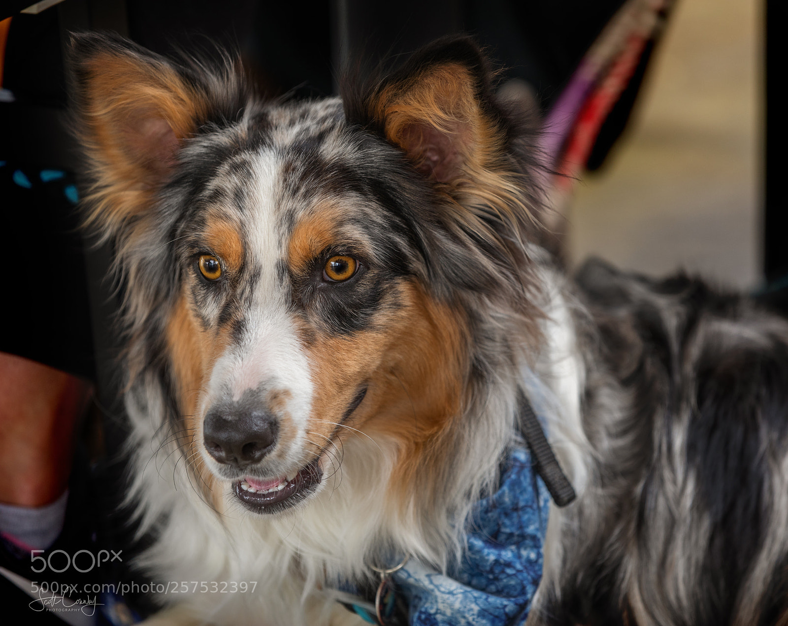 Canon EOS 5D Mark IV sample photo. Mr. moose photography