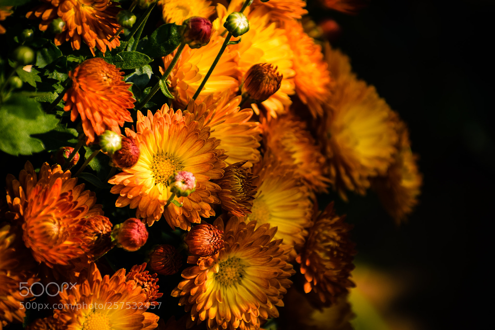 Nikon D5300 sample photo. Beautiful flowers photography