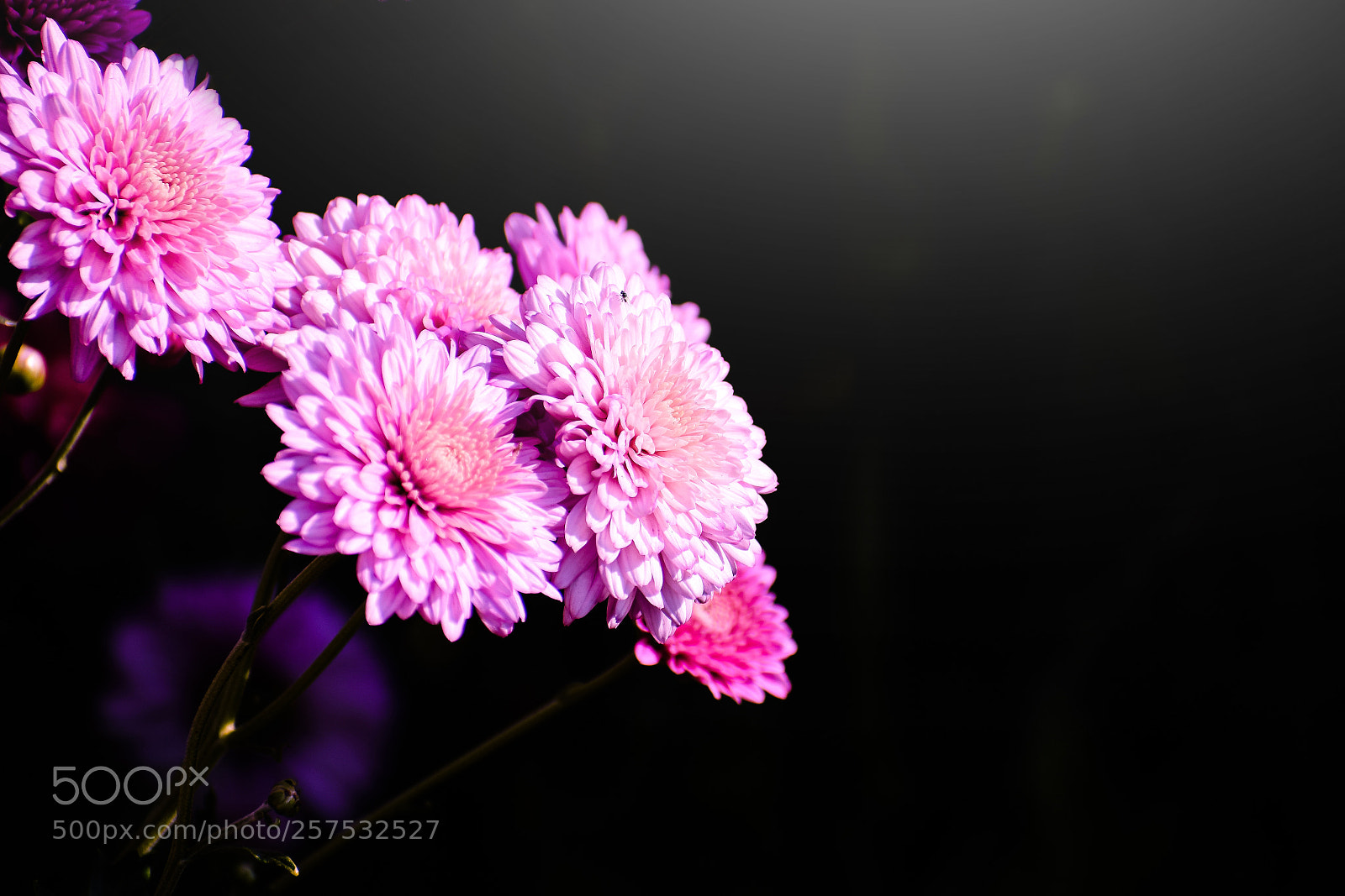 Nikon D5300 sample photo. Beautiful flowers photography