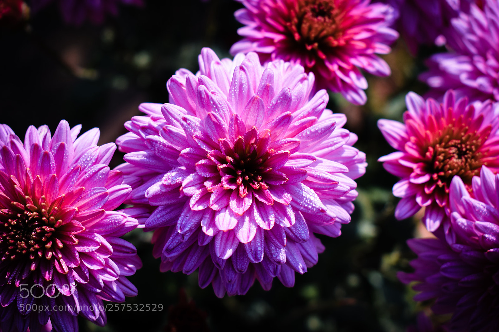 Nikon D5300 sample photo. Beautiful flowers photography