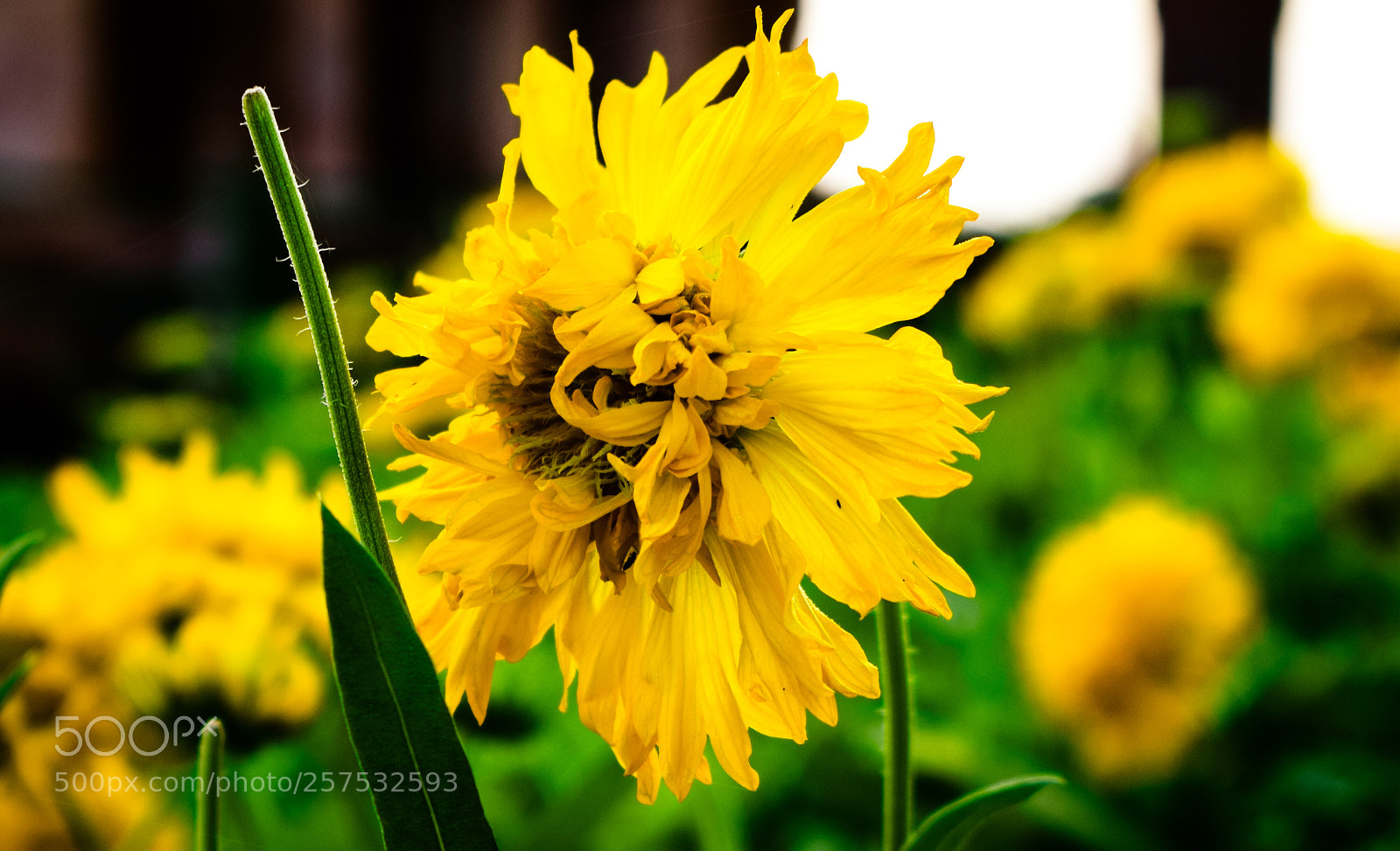 Nikon D5300 sample photo. Beautiful flowers photography