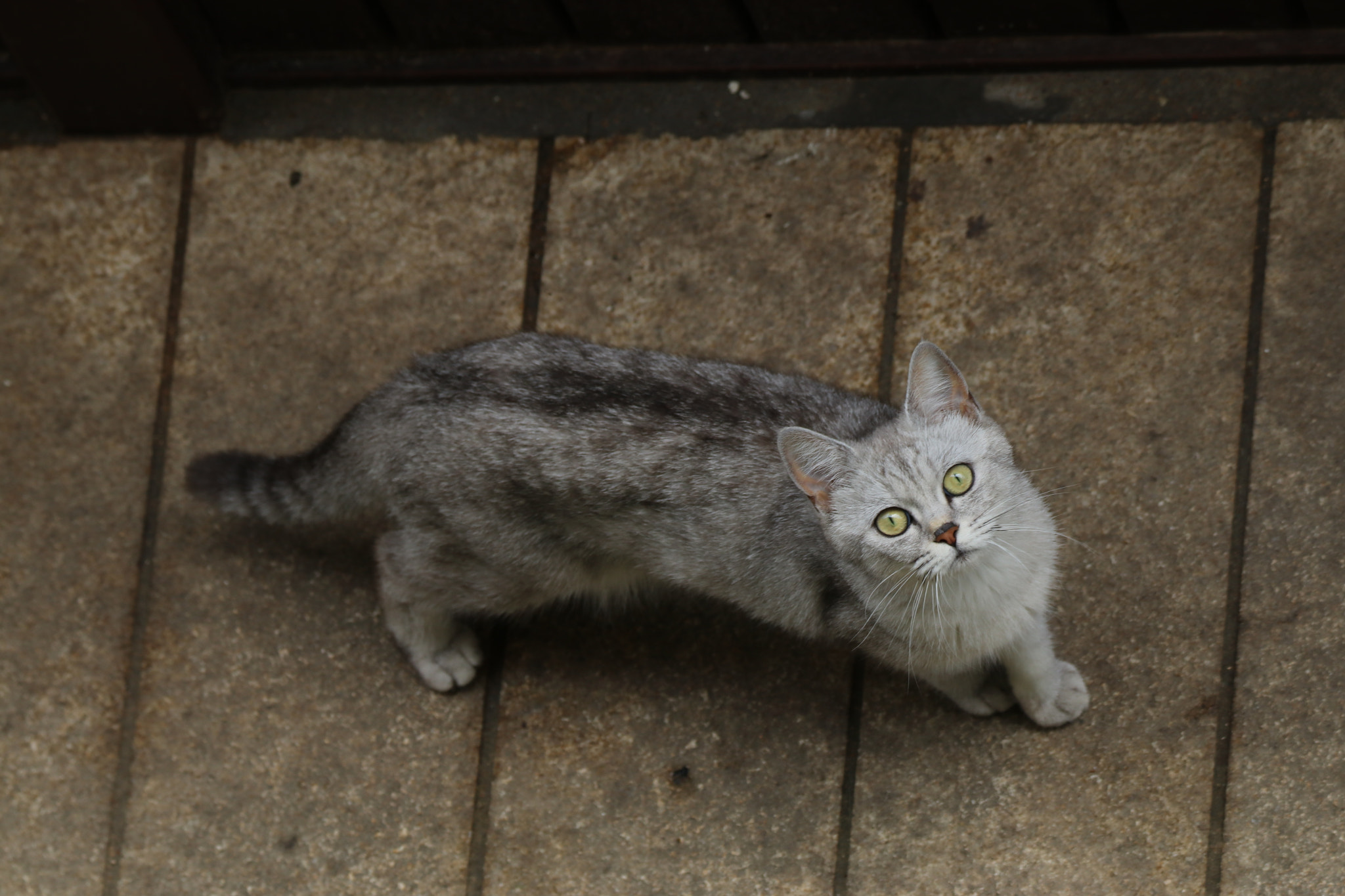Tamron SP 150-600mm F5-6.3 Di VC USD sample photo. 猫的仰望looking up cat photography