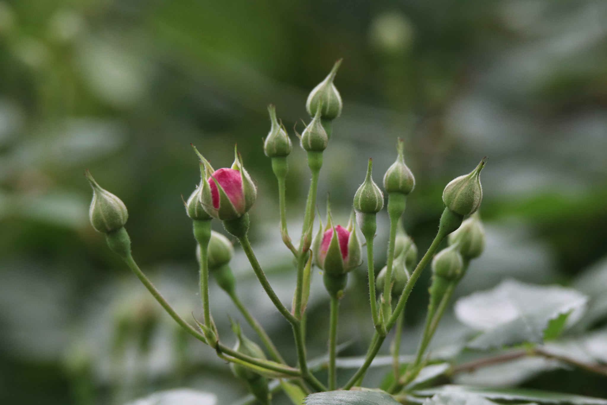 Tamron SP 150-600mm F5-6.3 Di VC USD sample photo. 粉花世界the world of pink flowers photography