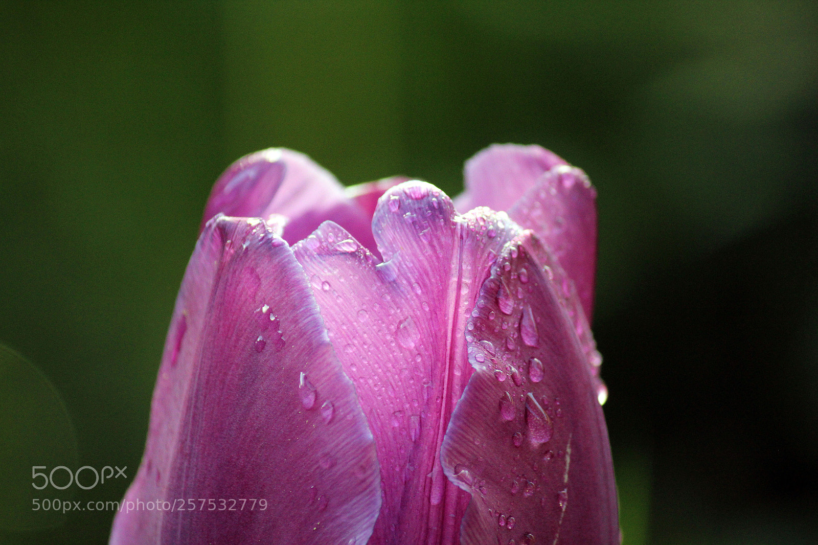 Canon EOS 600D (Rebel EOS T3i / EOS Kiss X5) sample photo. Flower on the top photography