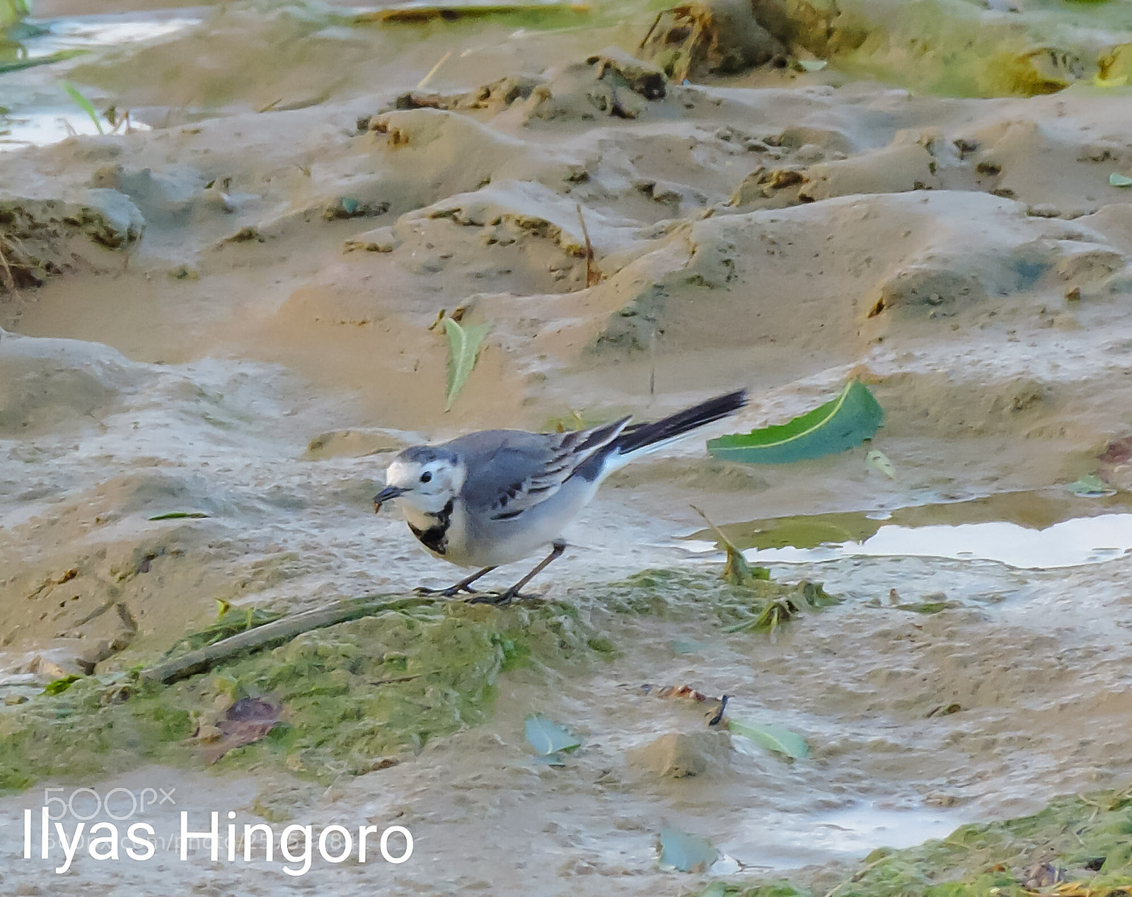 Nikon Coolpix P520 sample photo. White wagtail photography