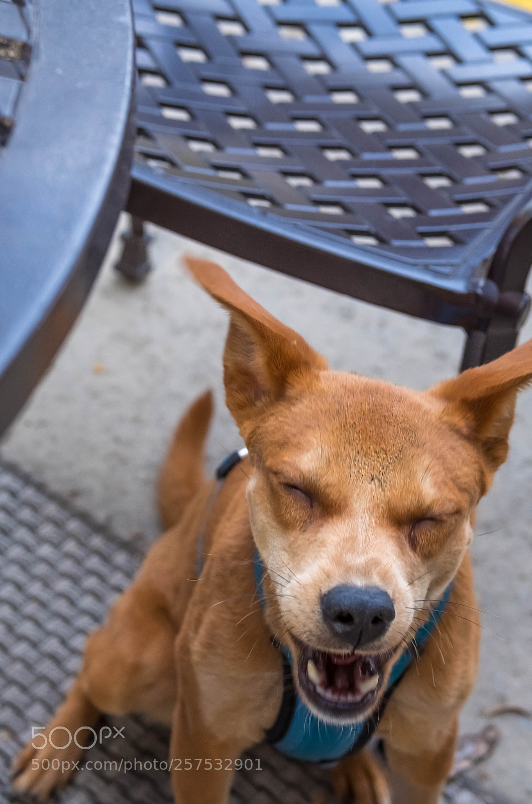 Fujifilm X-T2 sample photo. Big yawn photography