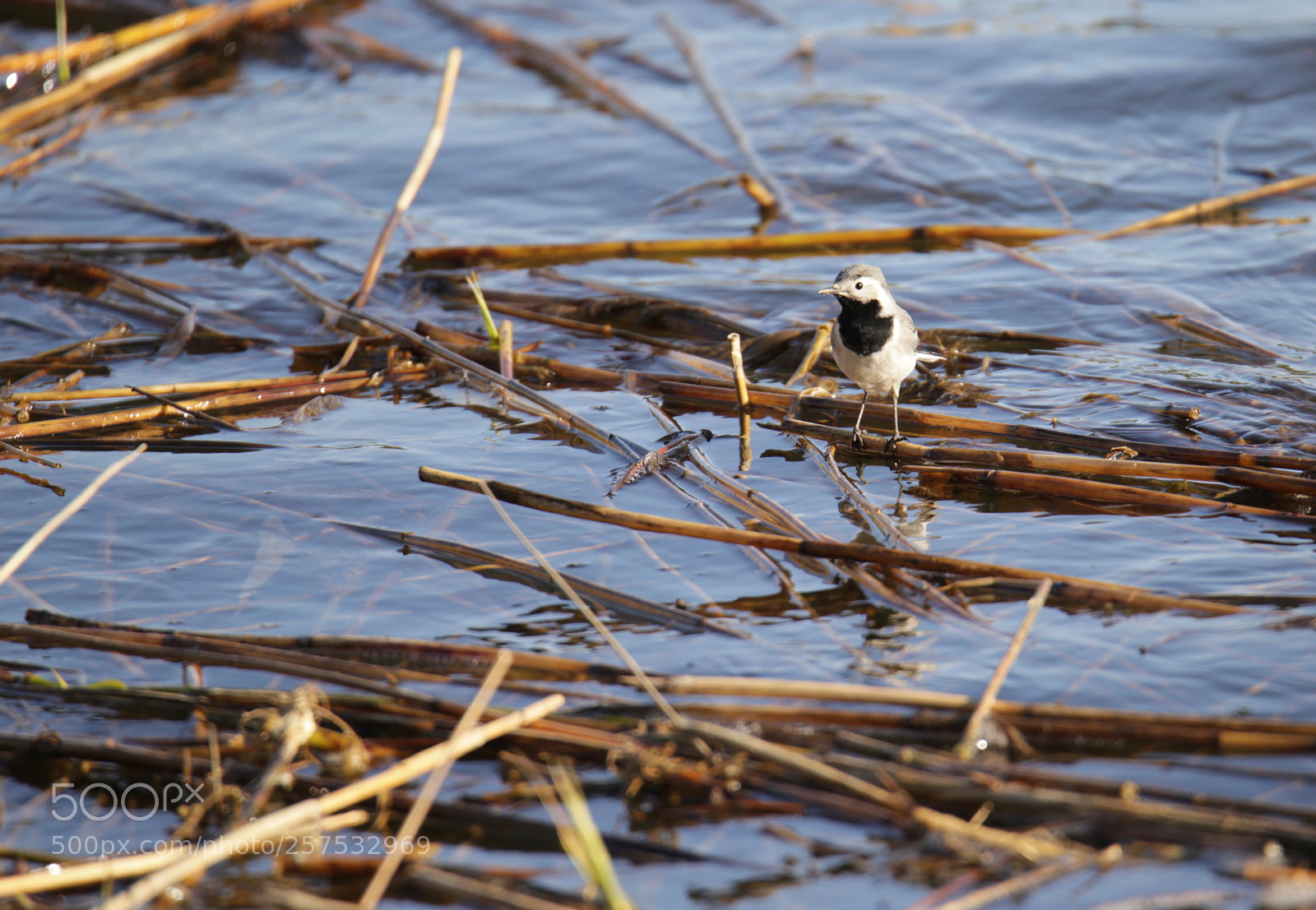 Canon EOS 6D sample photo. In the reeds(wagtail) photography