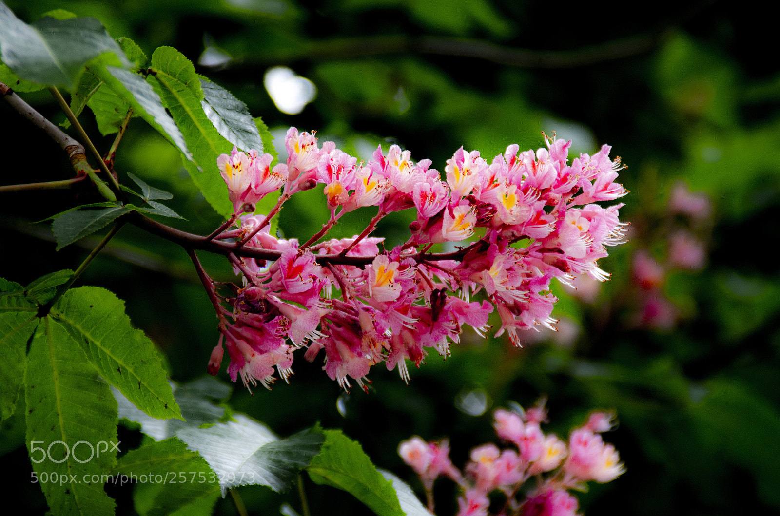 Pentax K-30 sample photo. Grappolo di fiori photography