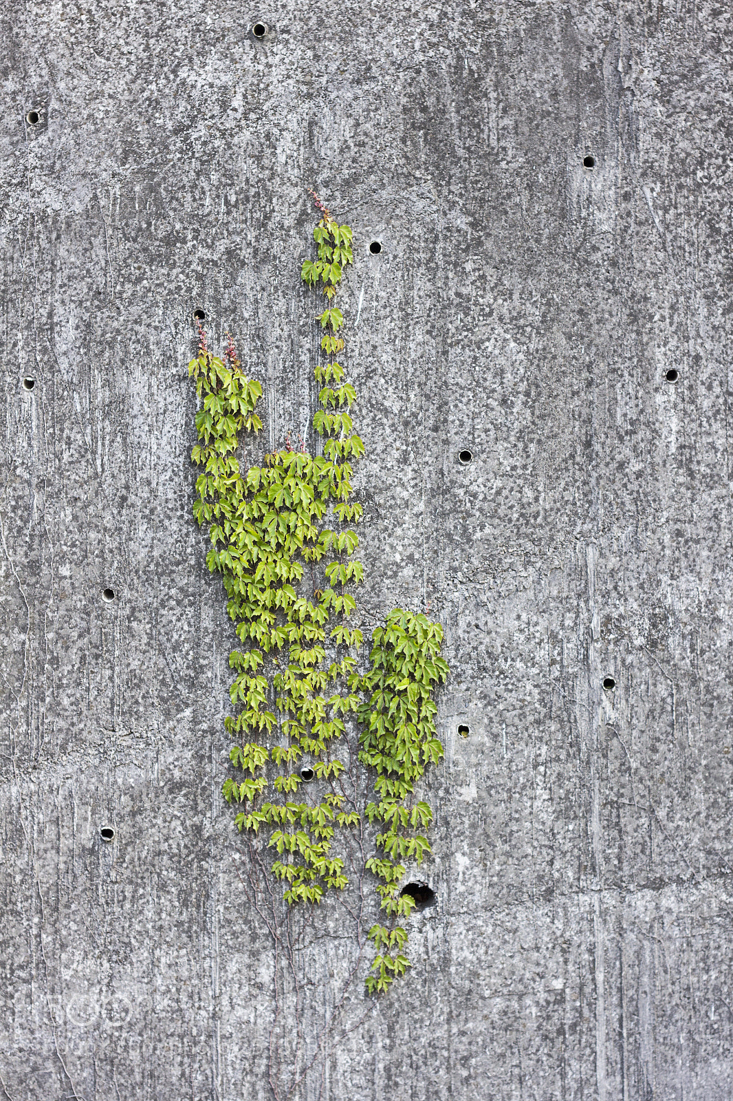 Canon EOS 7D sample photo. Stone wall with green photography