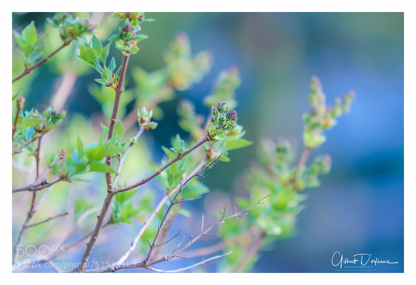 Canon EOS 7D sample photo. Lilac photography