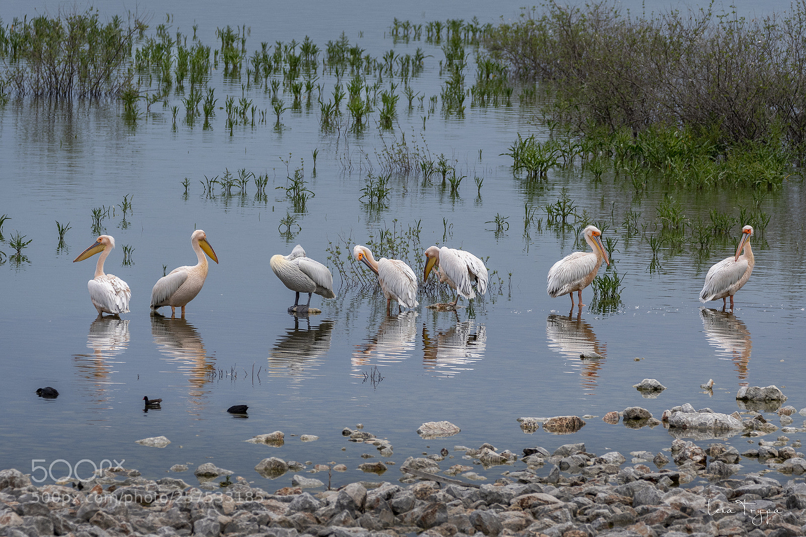 Nikon D500 sample photo. Simultaneous se european pelican photography