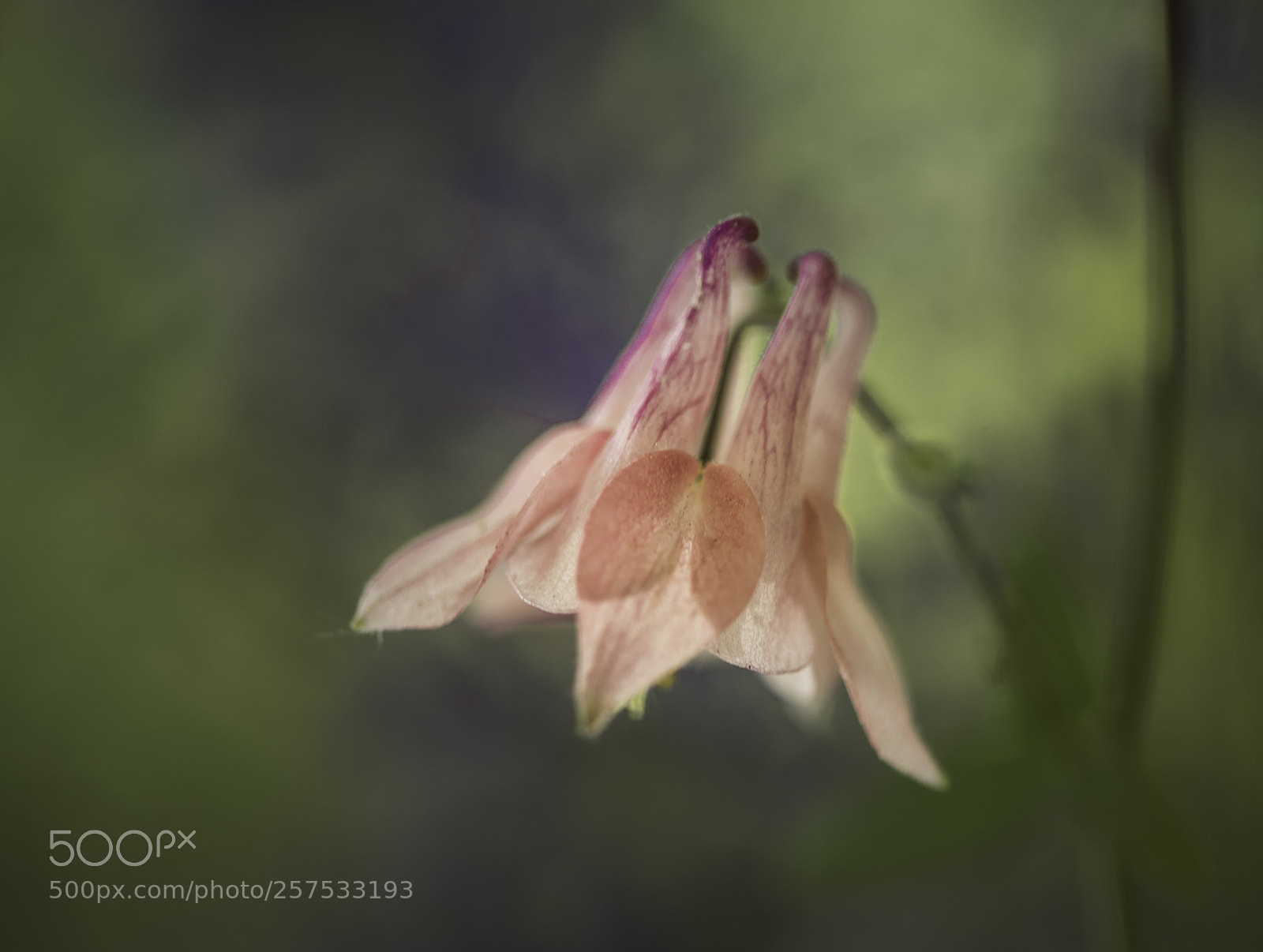 Nikon D750 sample photo. Columbine photography