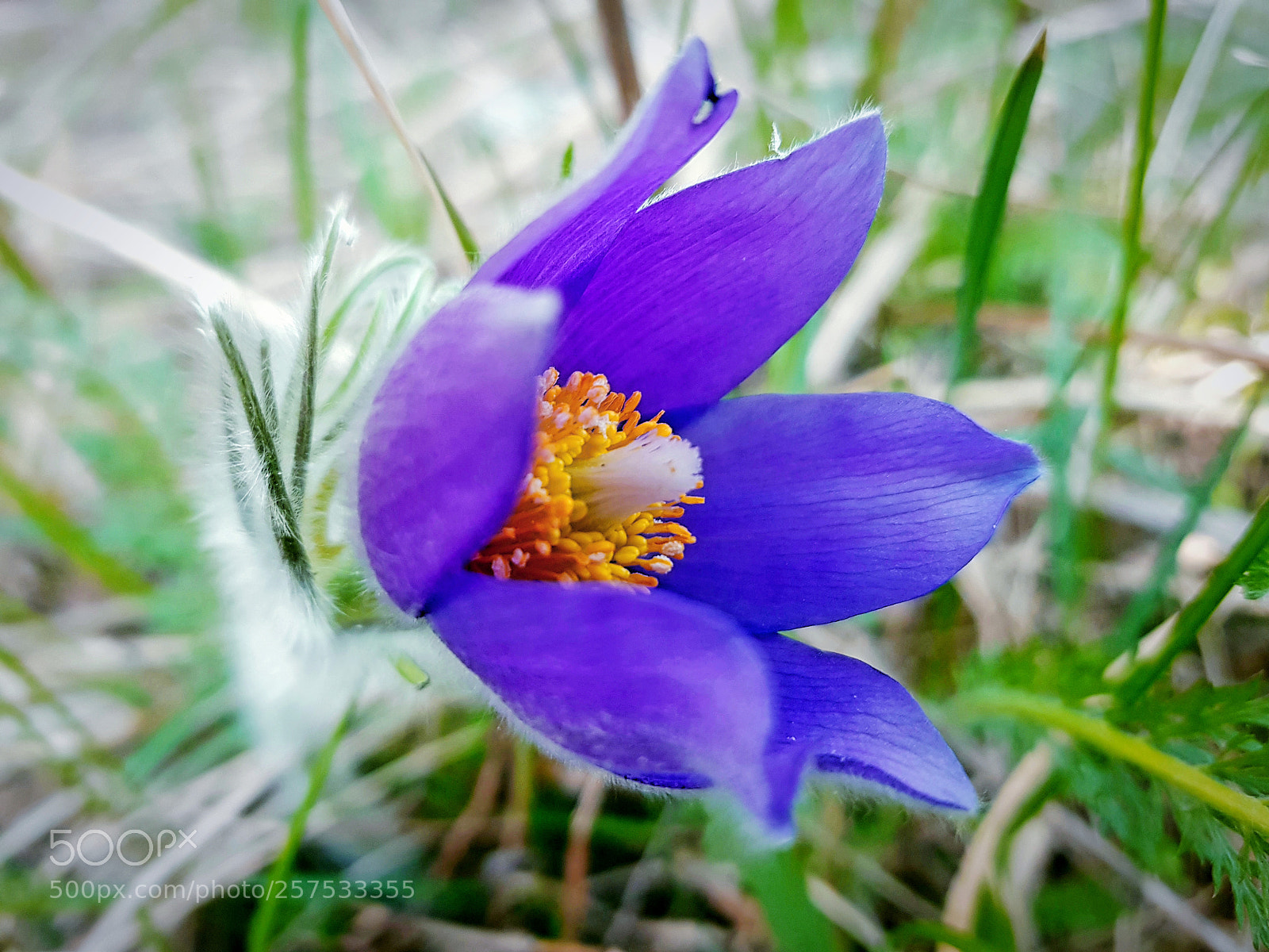 Samsung Galaxy S8+ sample photo. Spring flower photography