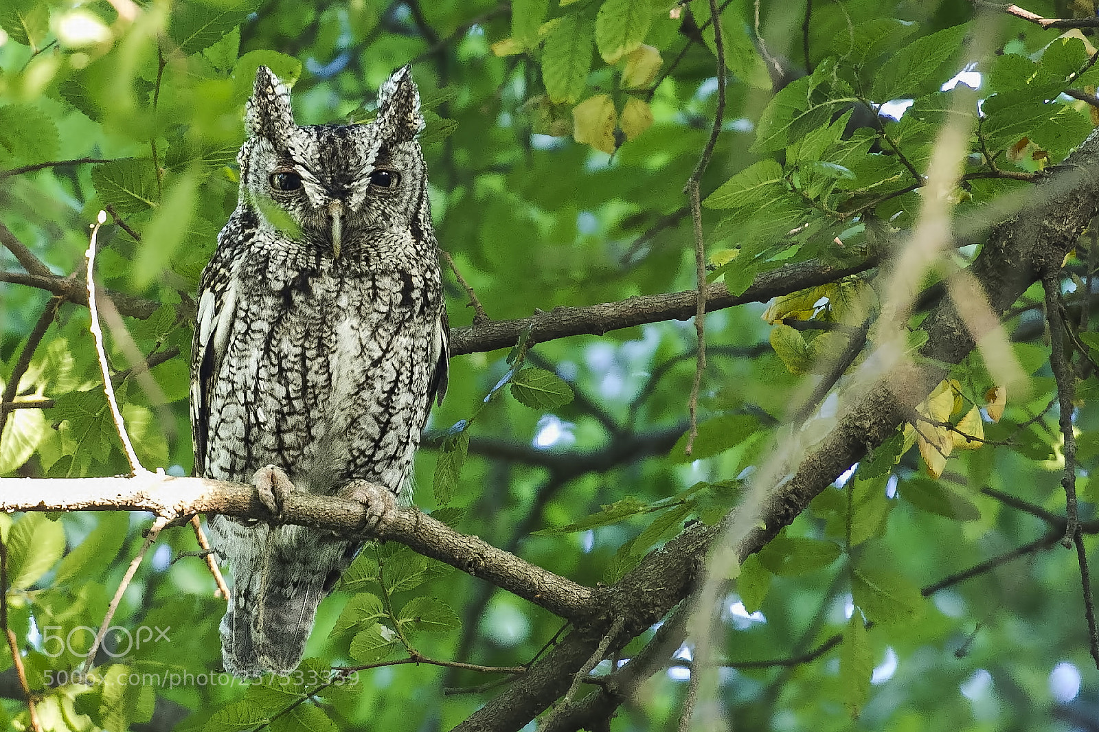 Canon EOS 7D sample photo. Helicopter mom photography