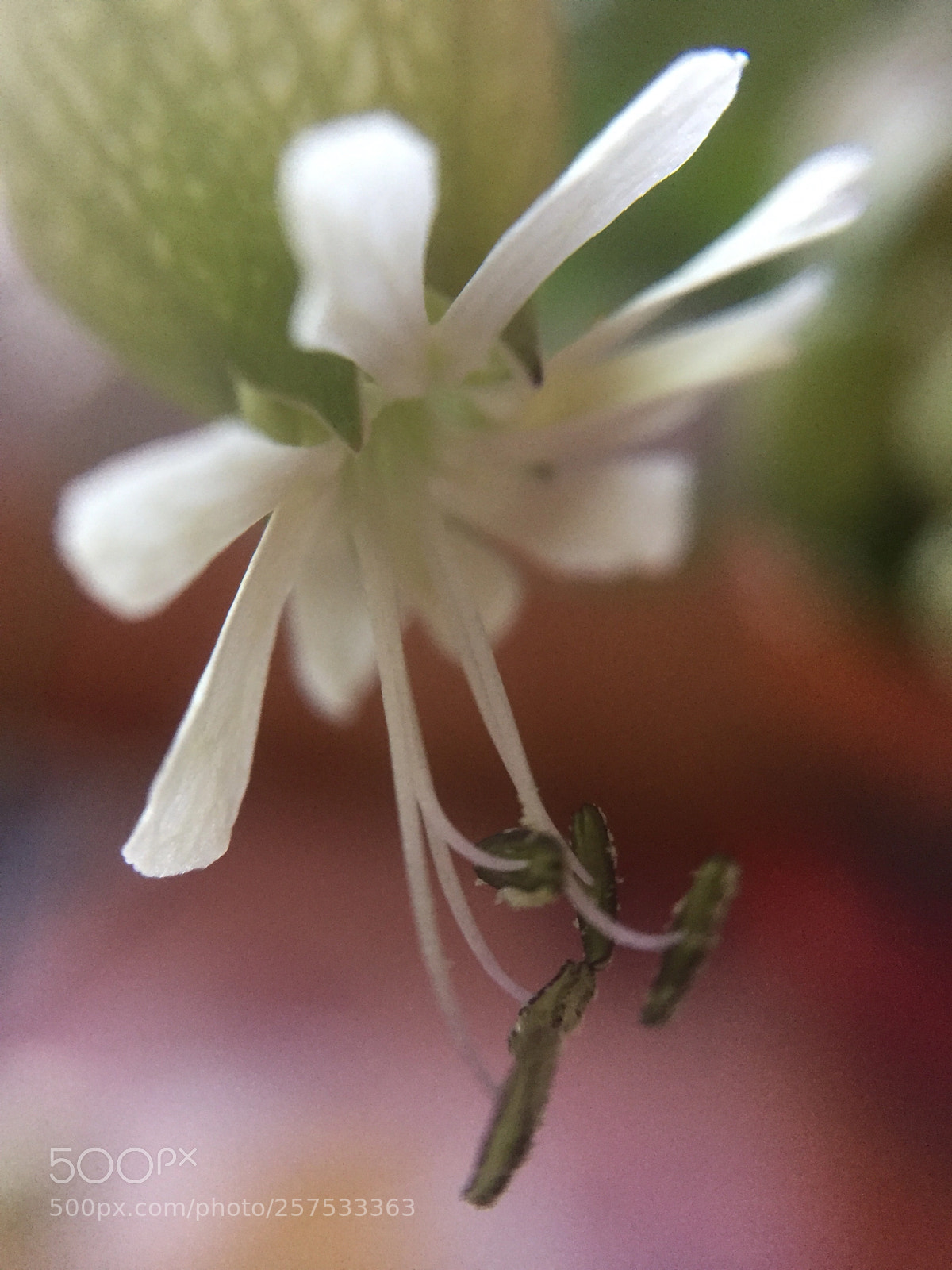 Apple iPhone 6 sample photo. Untitled photography