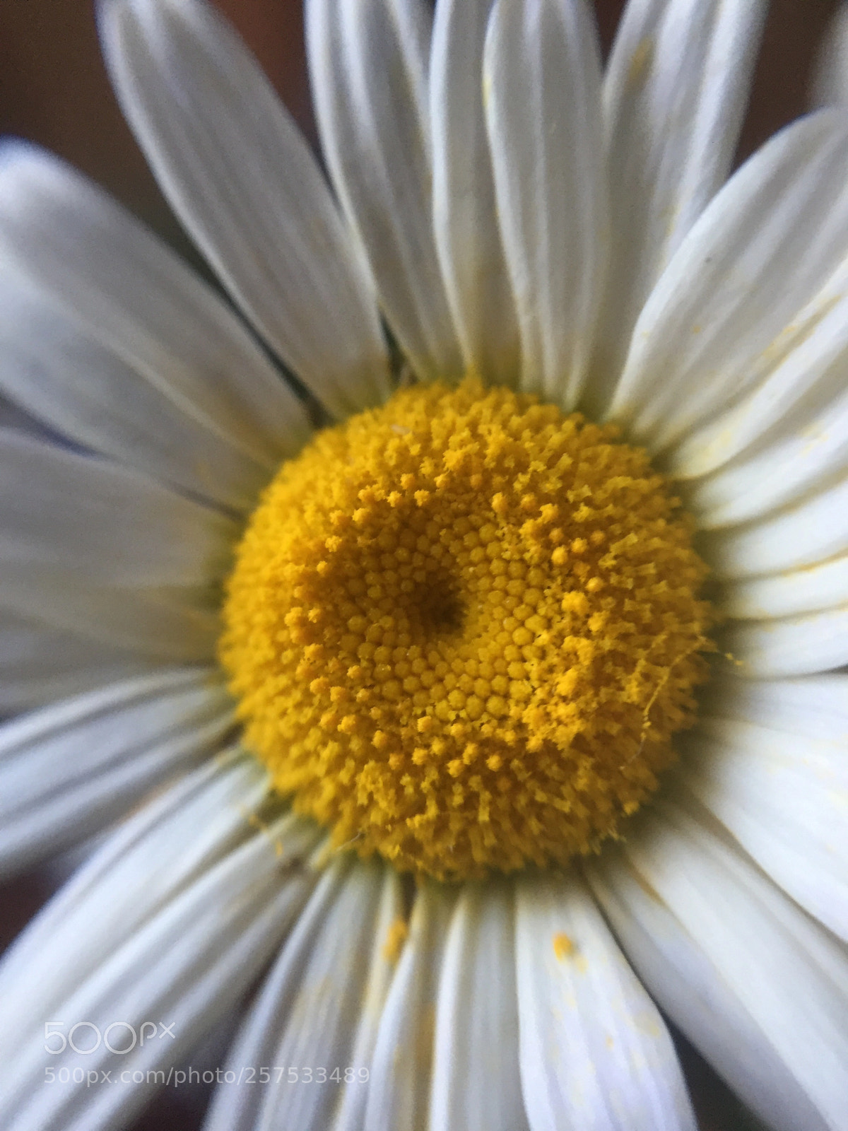 Apple iPhone 6 sample photo. Untitled photography
