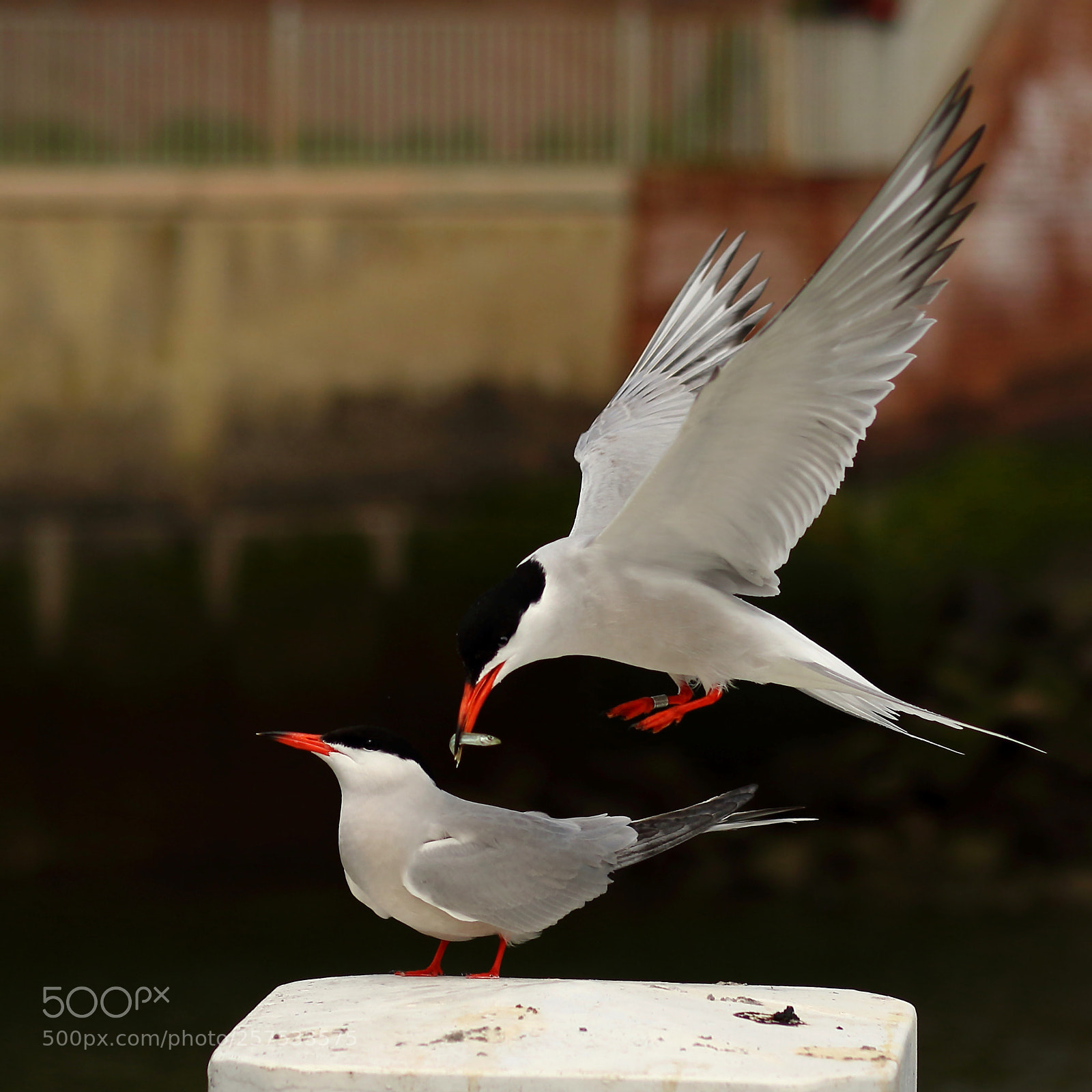 Canon EOS 7D Mark II sample photo. Visdiefje (common tern) photography