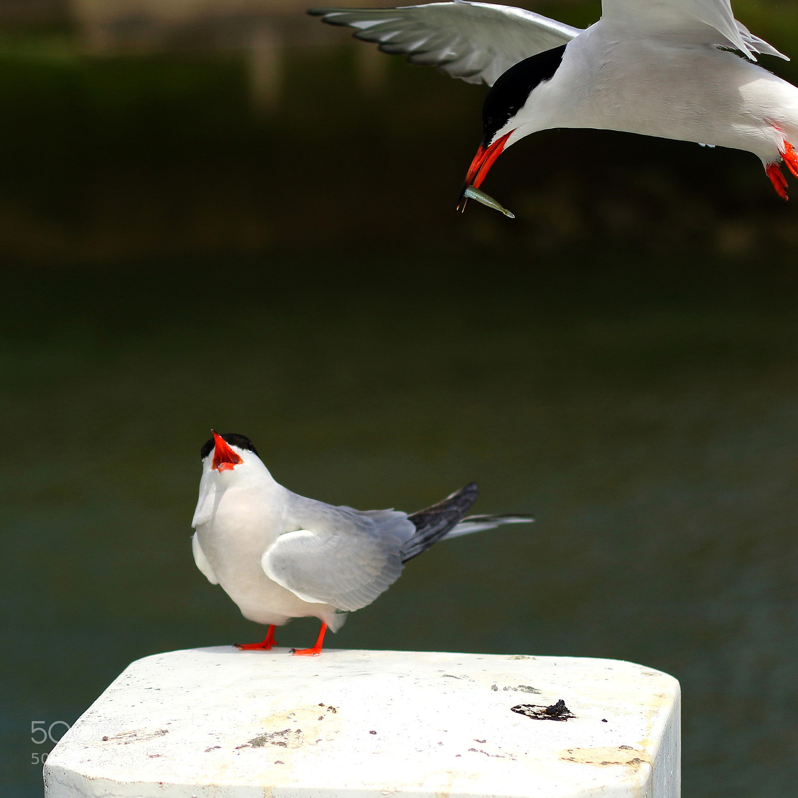 Canon EOS 7D Mark II sample photo. Visdiefje (common tern) photography