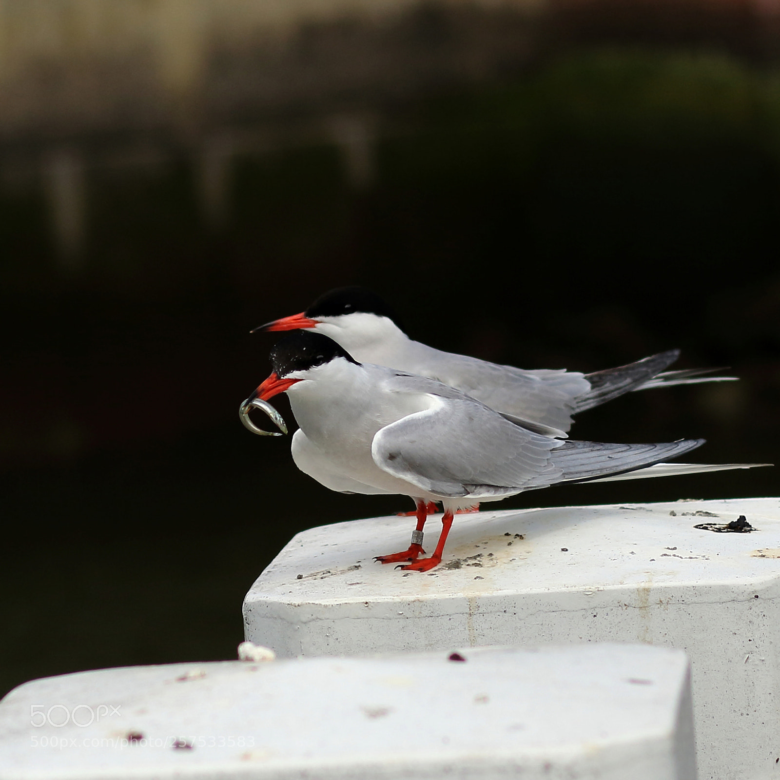 Canon EOS 7D Mark II sample photo. Visdiefje (common tern) photography