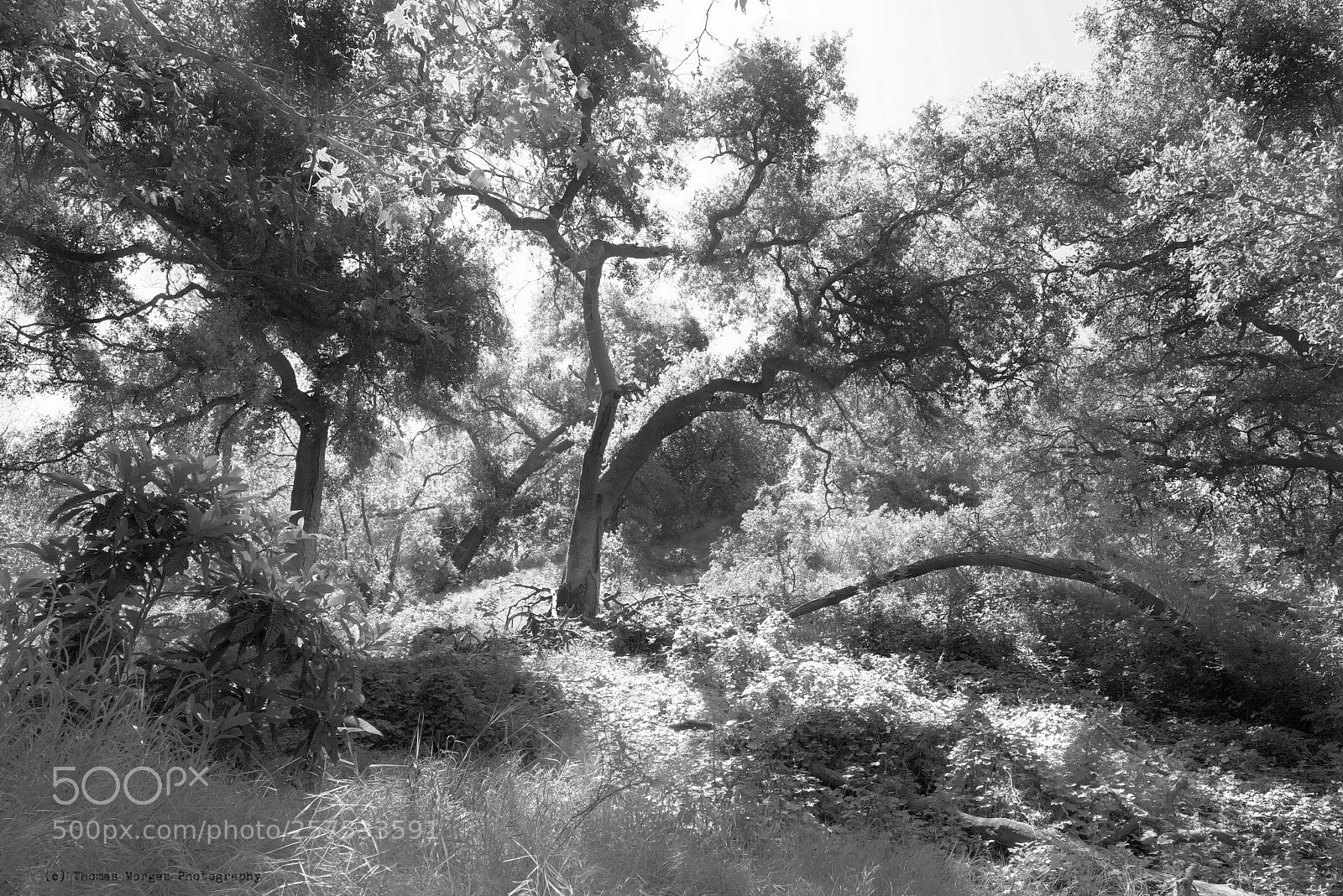 Fujifilm X-T2 sample photo. Hollywood jungle scene photography