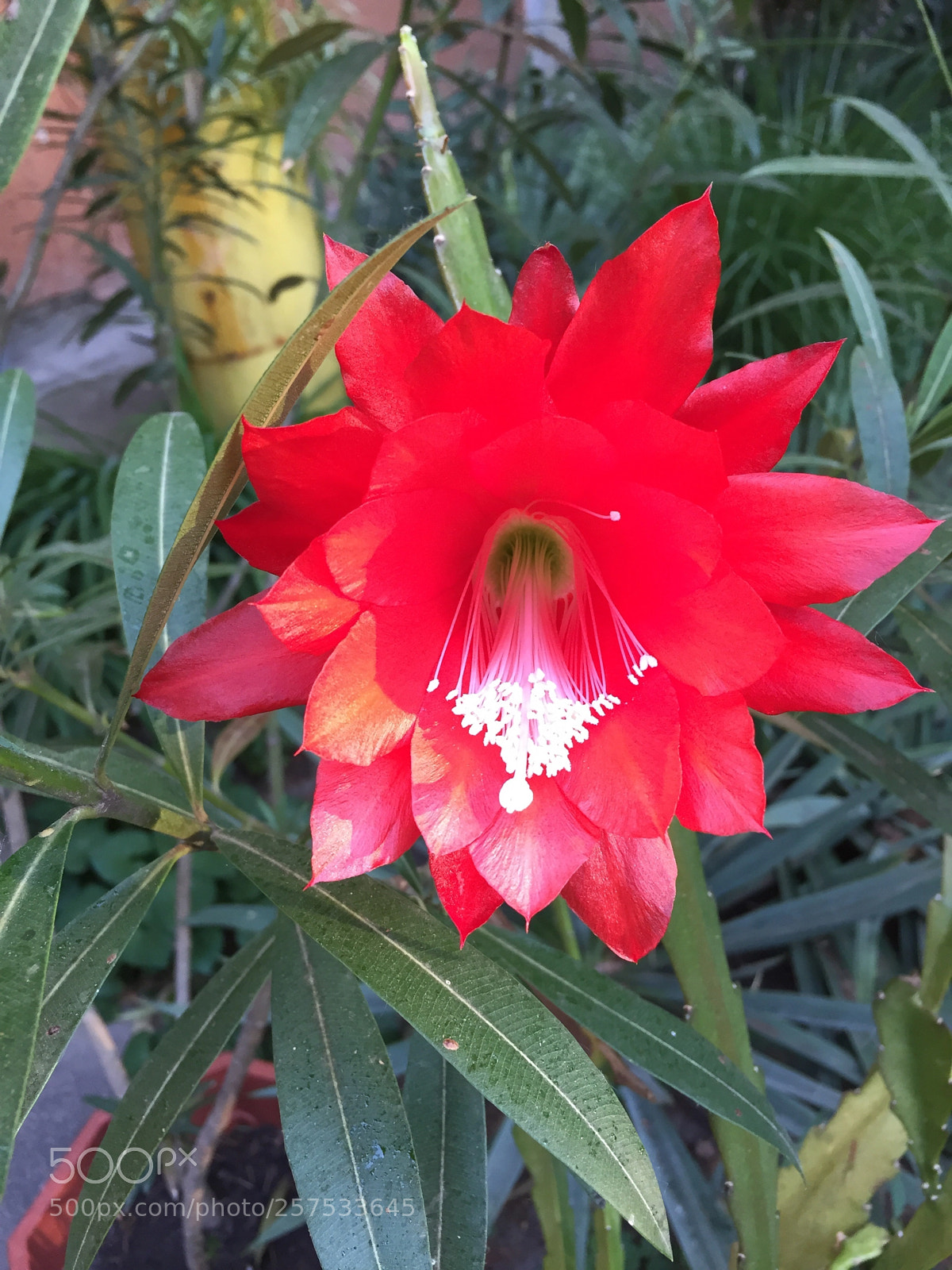 Apple iPhone 6 sample photo. Untitled photography