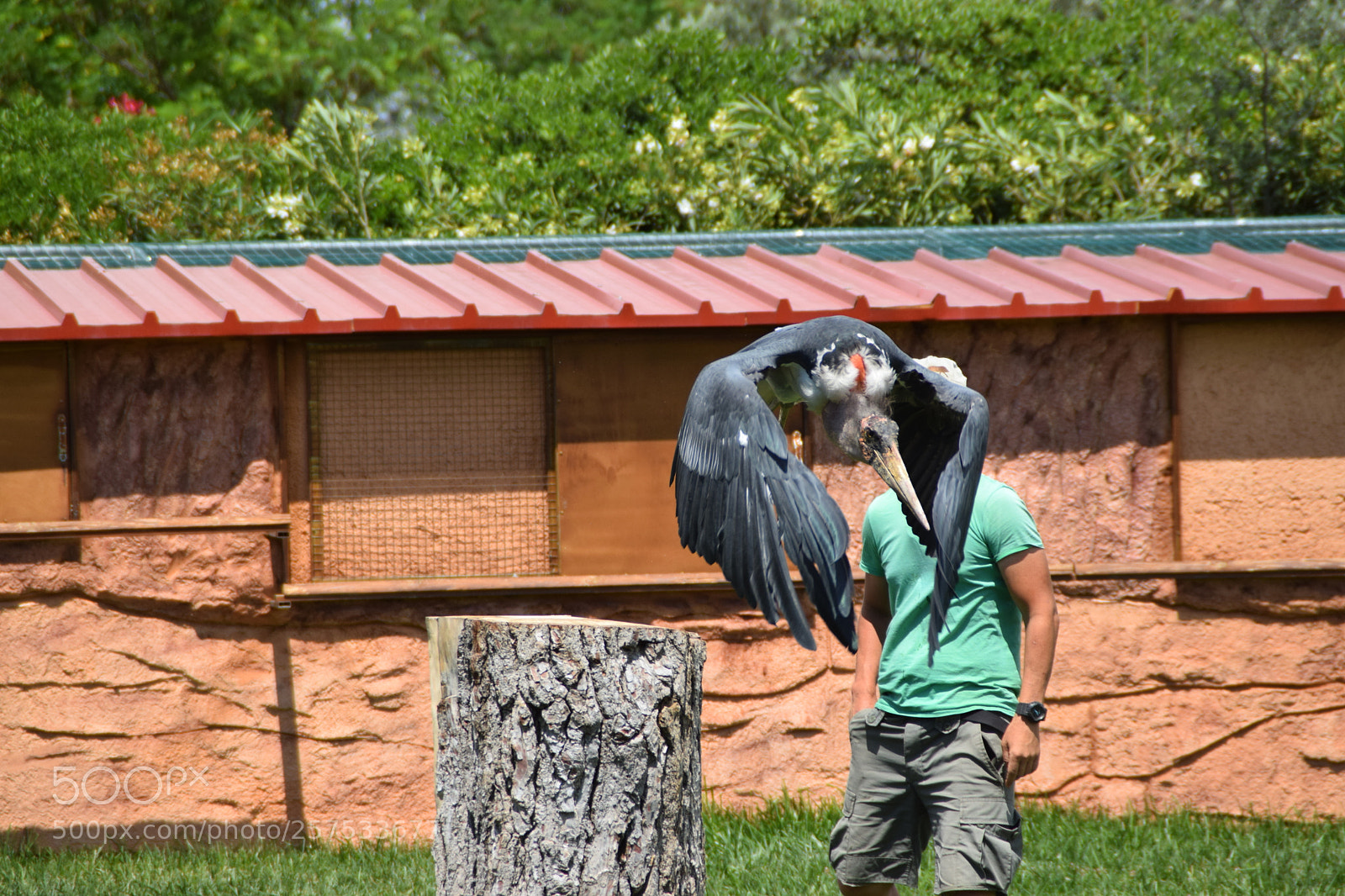 Nikon D5300 sample photo. Nicely birds photography