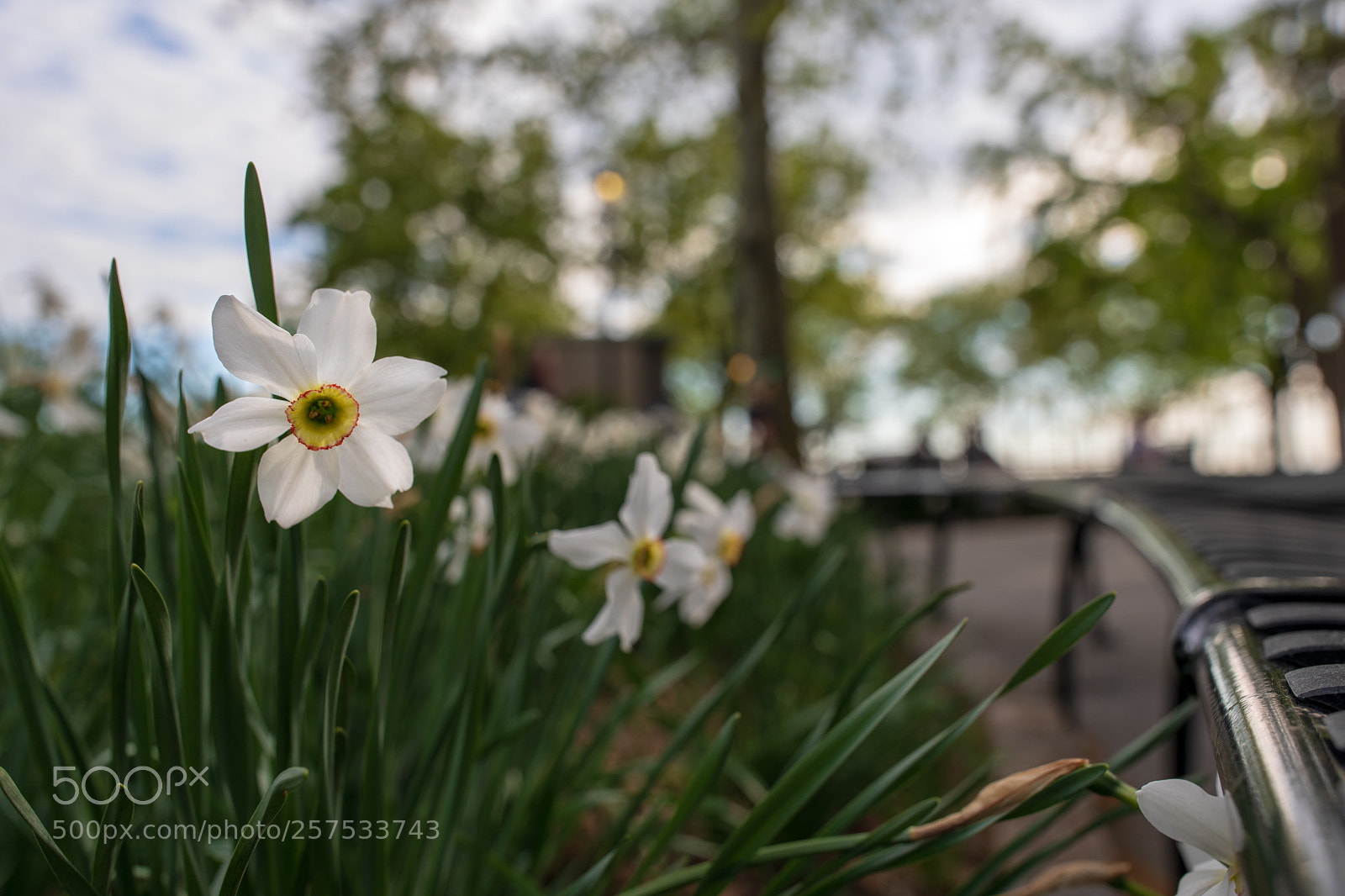 Canon EOS 5D Mark IV sample photo. White spring flowers photography