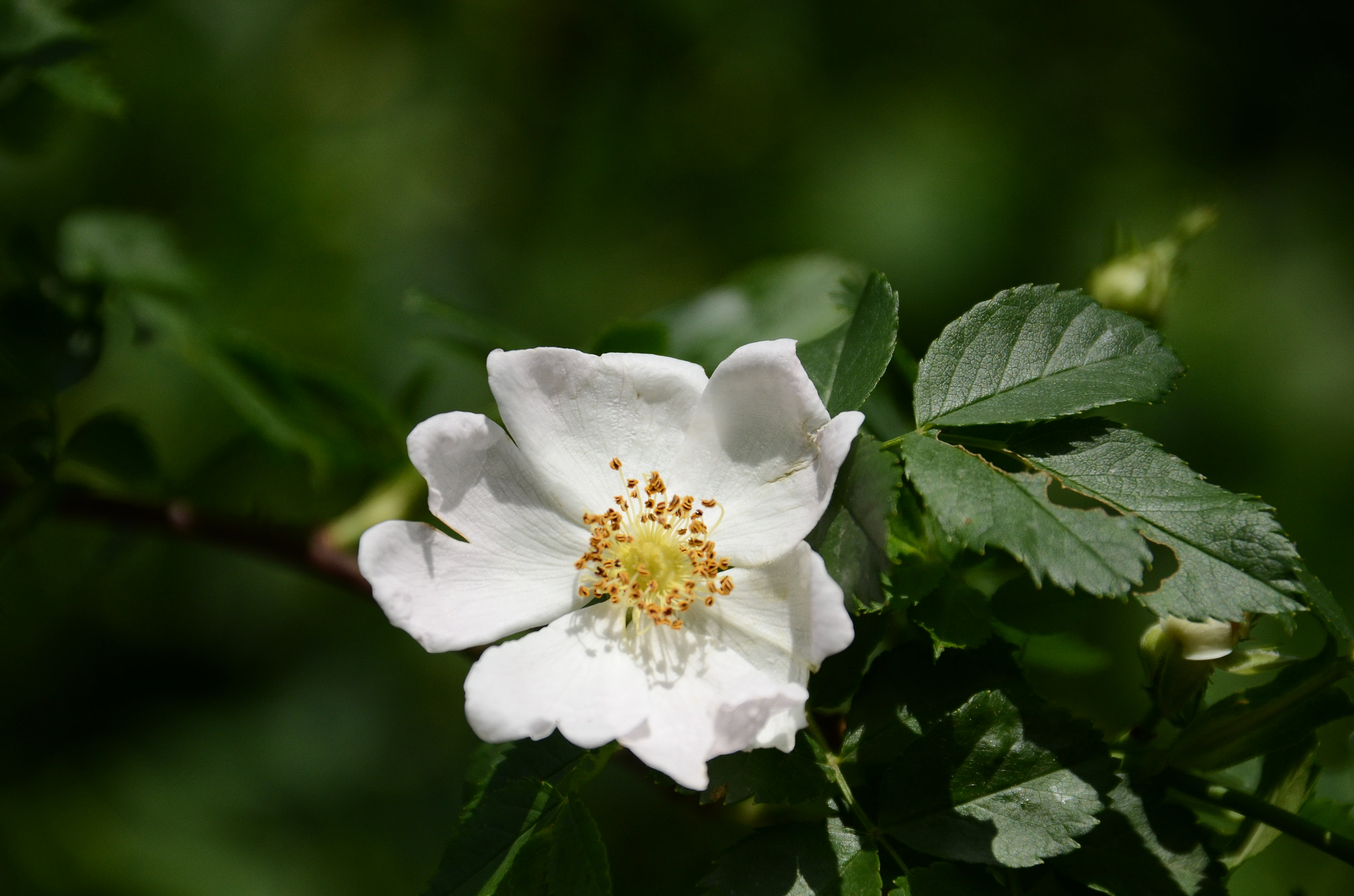 Sigma 18-200mm F3.5-6.3 DC OS HSM sample photo. Green_white photography